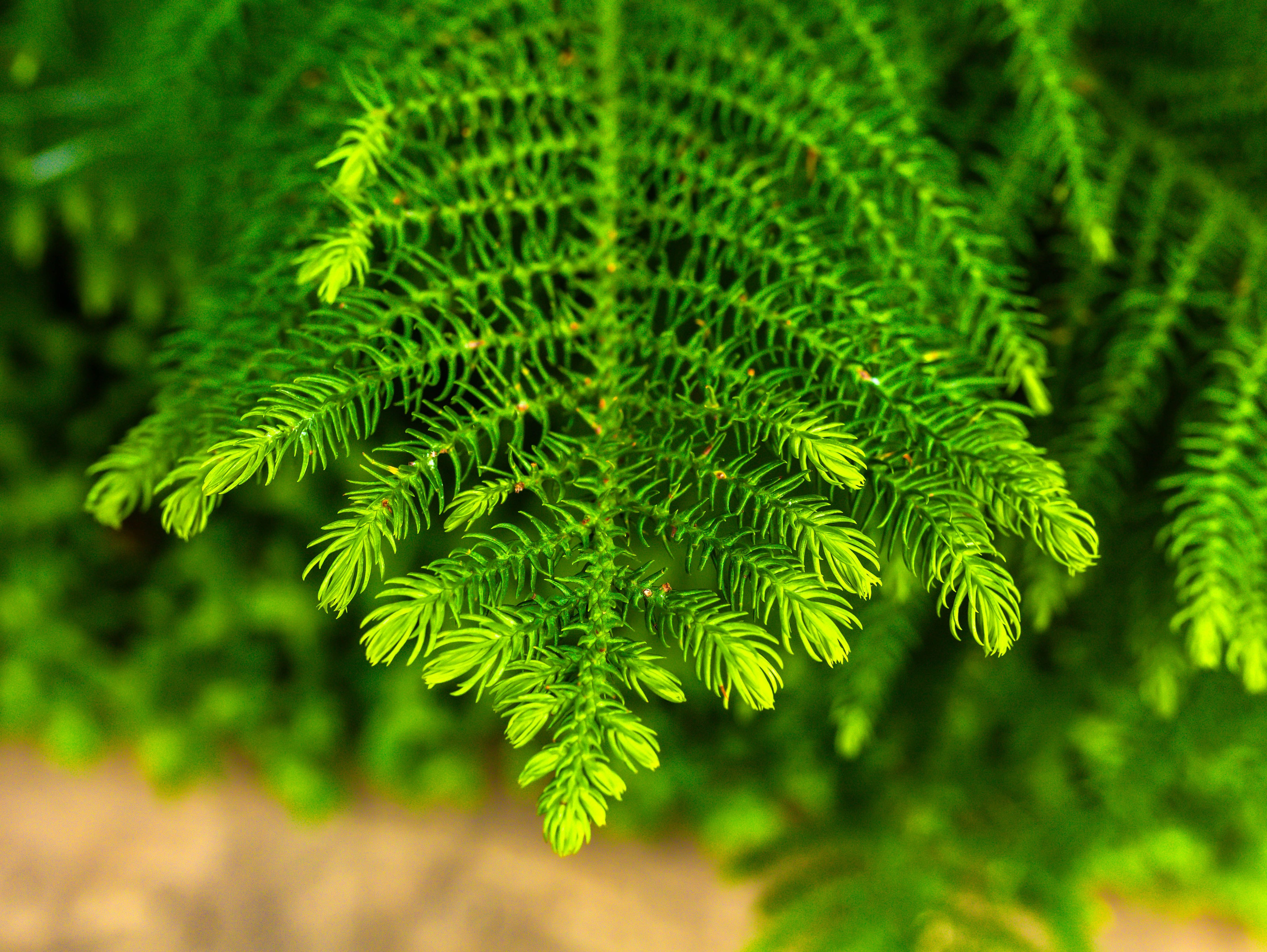 Фотографии природы Липецка. Свадебный и семейный фотограф Виолетта в Липецке