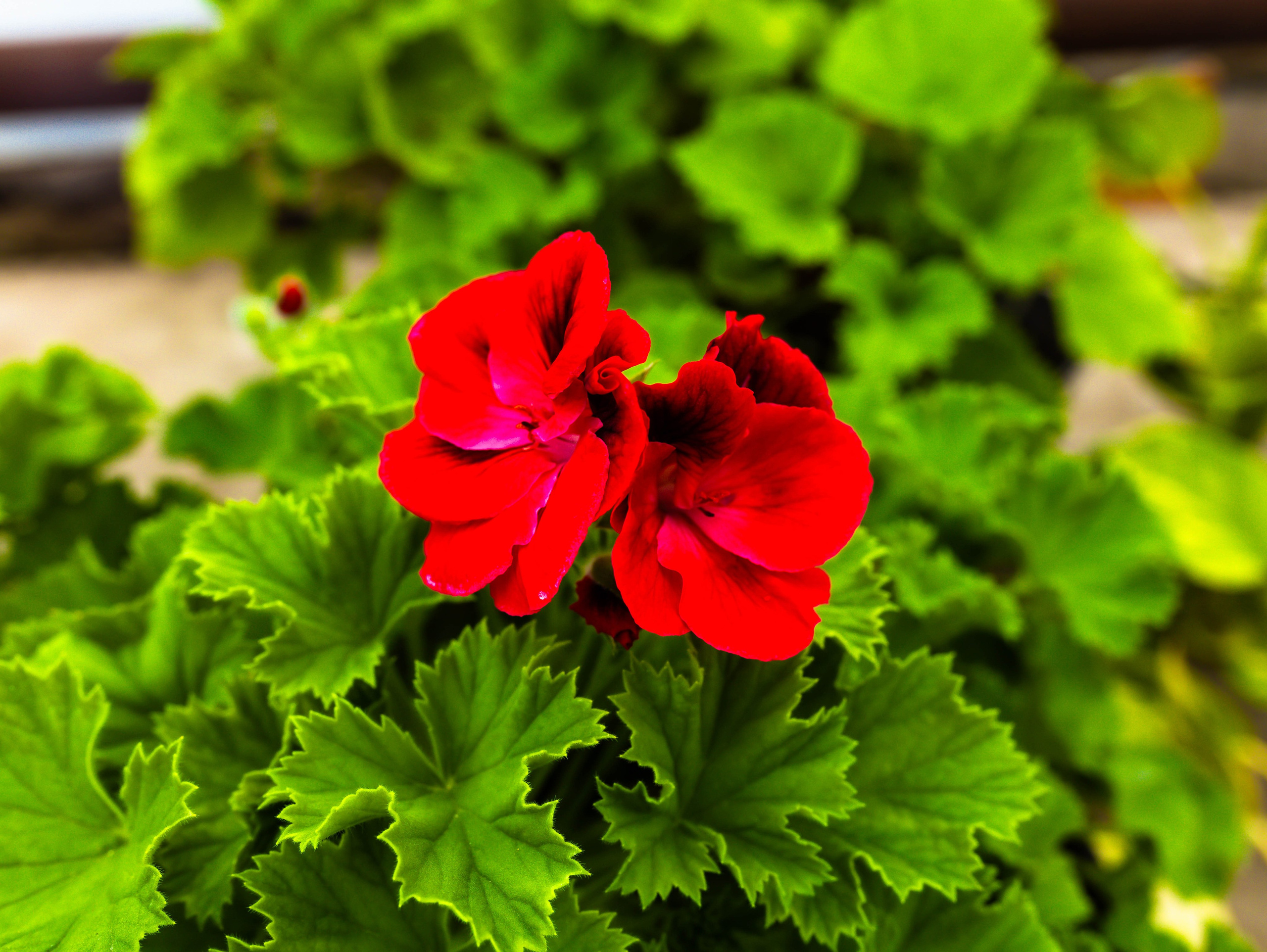 Фотографии природы Липецка. Свадебный и семейный фотограф Виолетта в Липецке