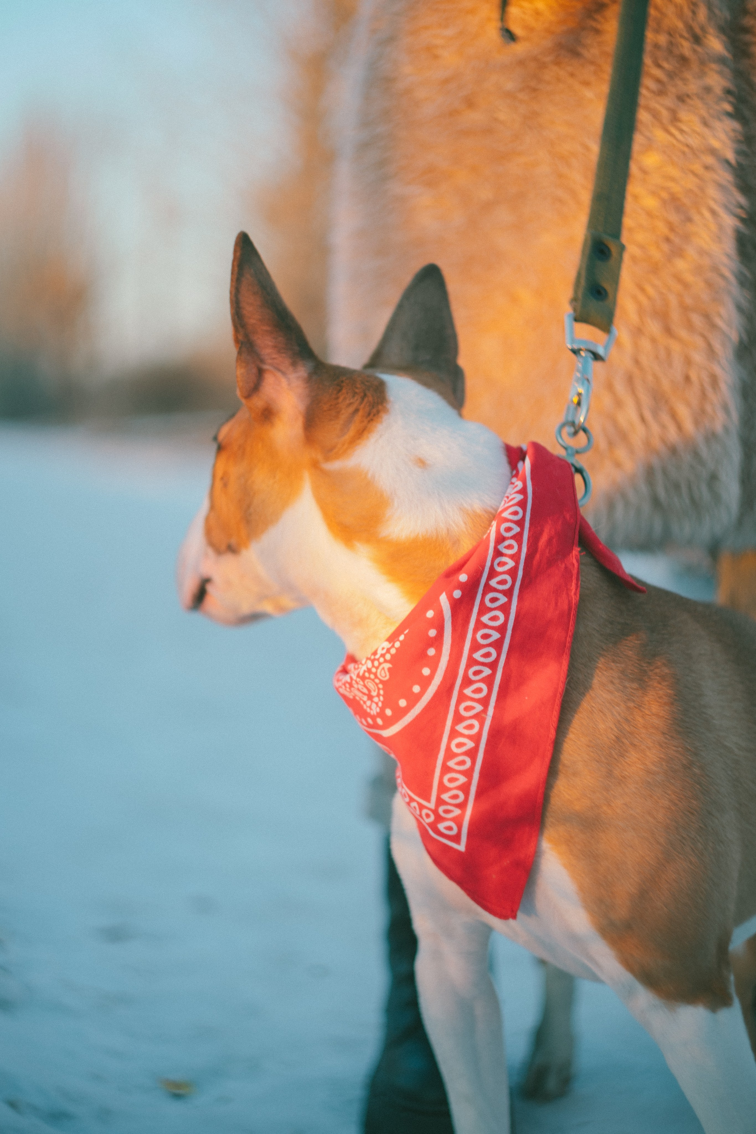 Булка. Евгения Арефьева — свадебный и портретный фотограф в Чите