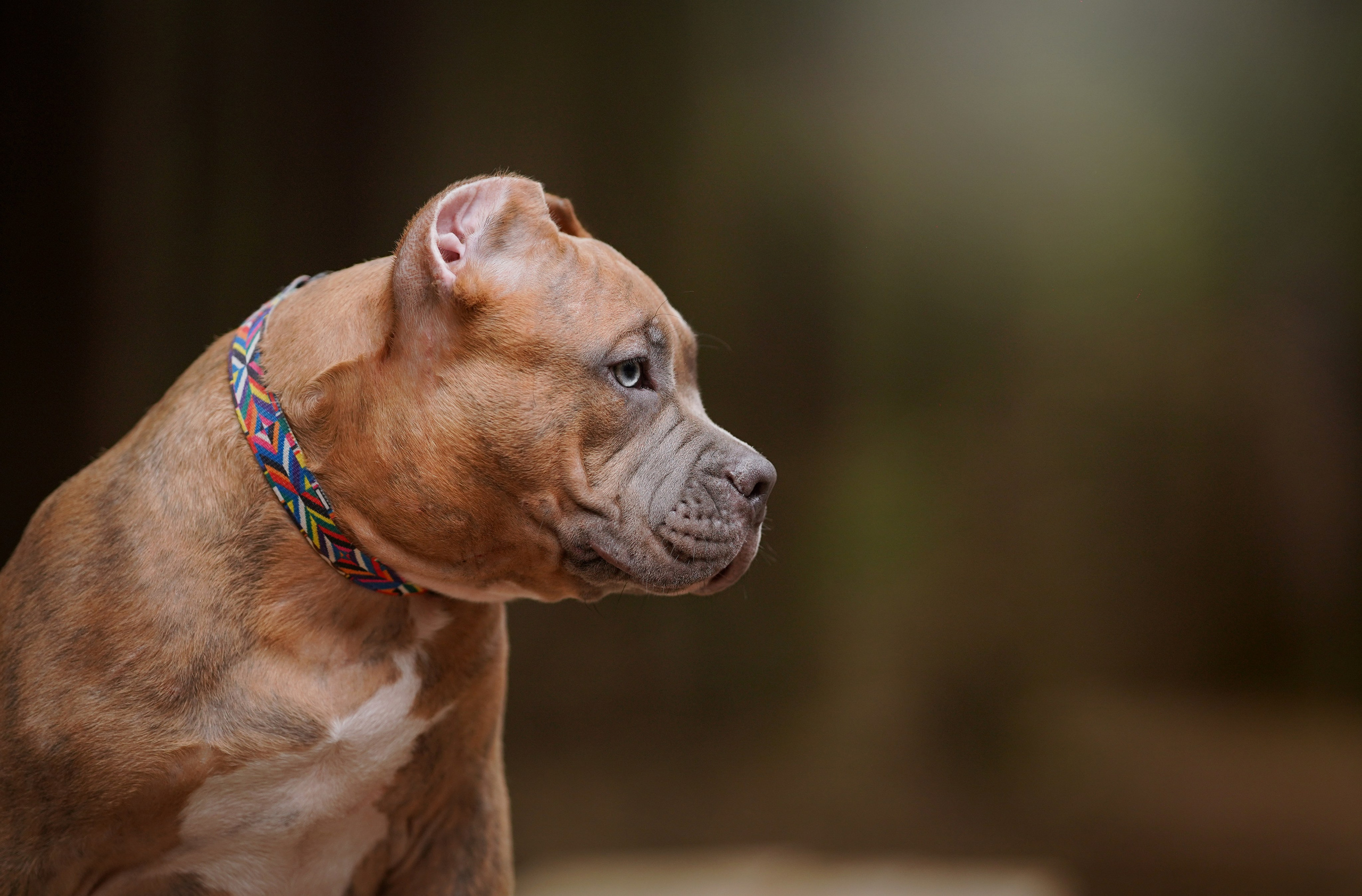 Щенки булли. Фотограф-анималист в Санкт-Петербурге Яна Мартынова