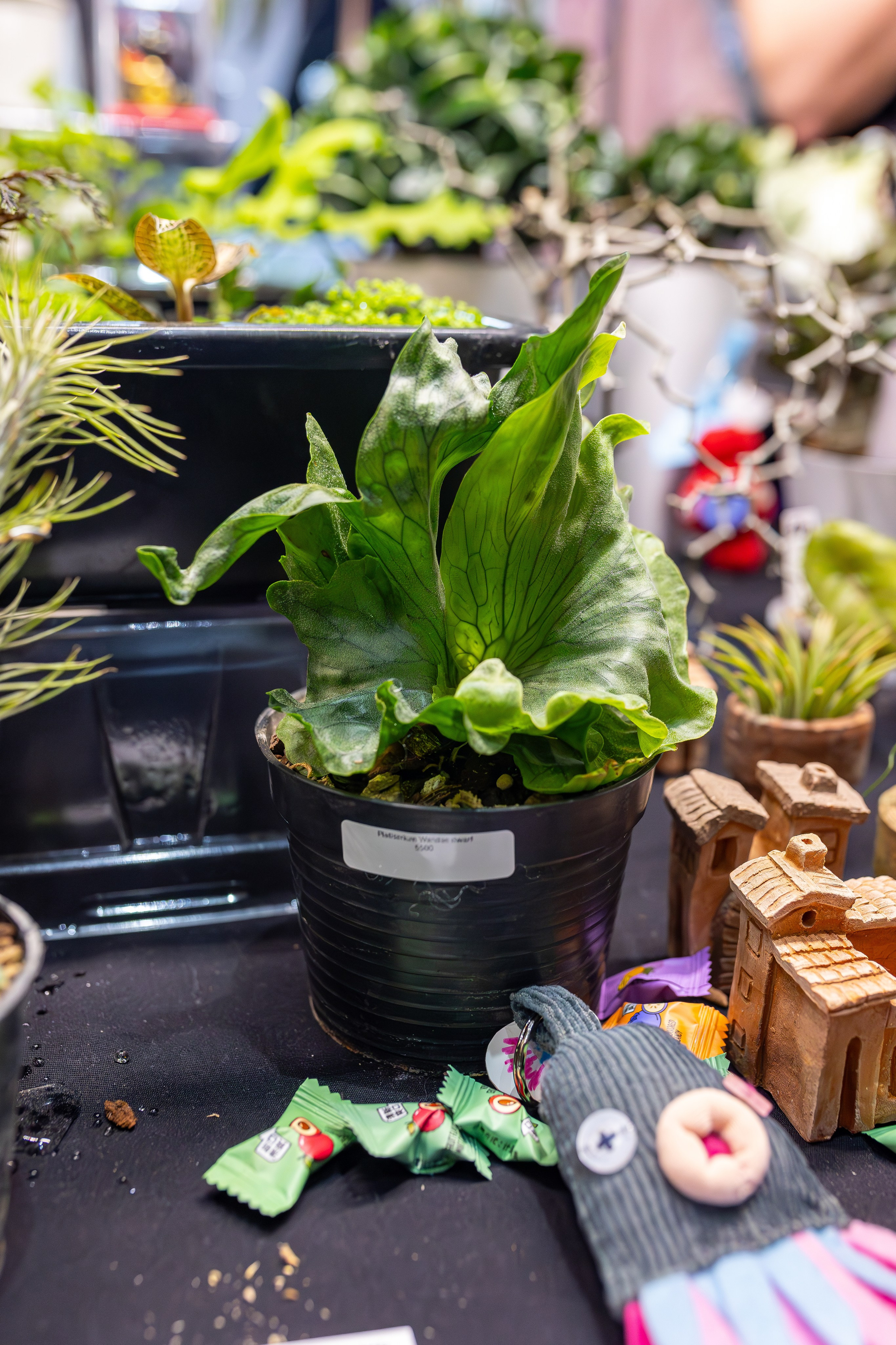 Монстериум апрель 2026. Александра Куликова фотограф, Москва