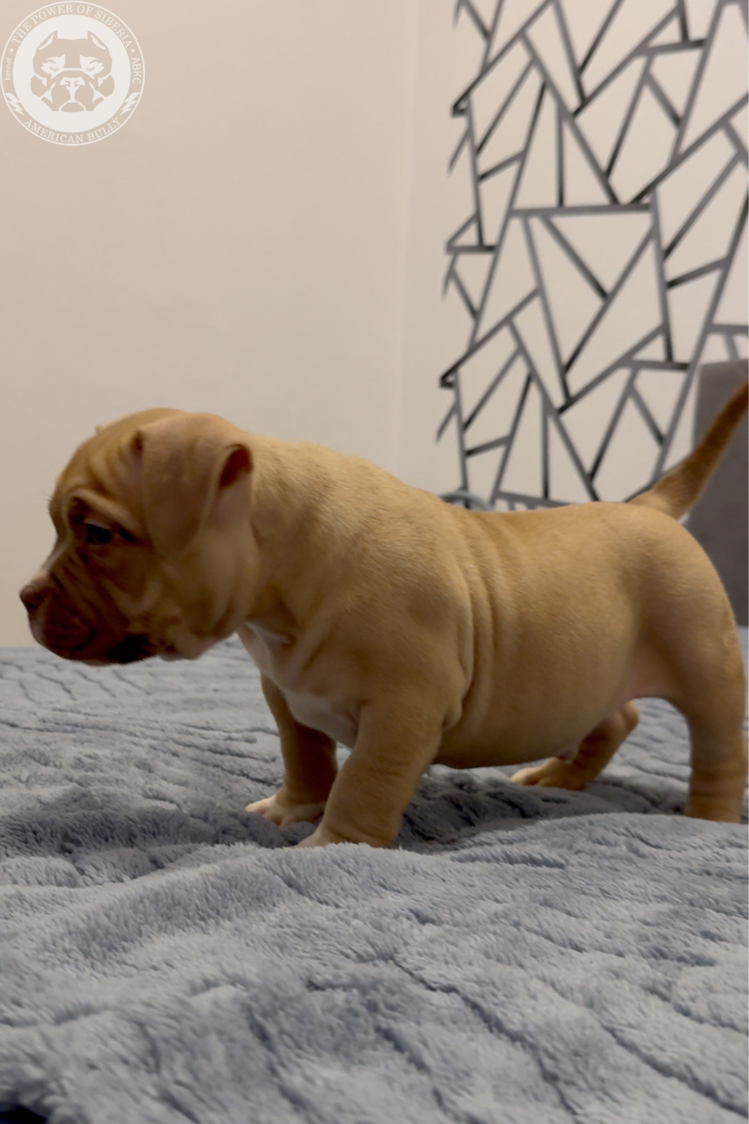 Свободные щенки Американский Булли, в типах покет, классик, стандарт. Американский Булли в г. Ростов-на-Дону. Питомник THE POWER OF SIBERIA