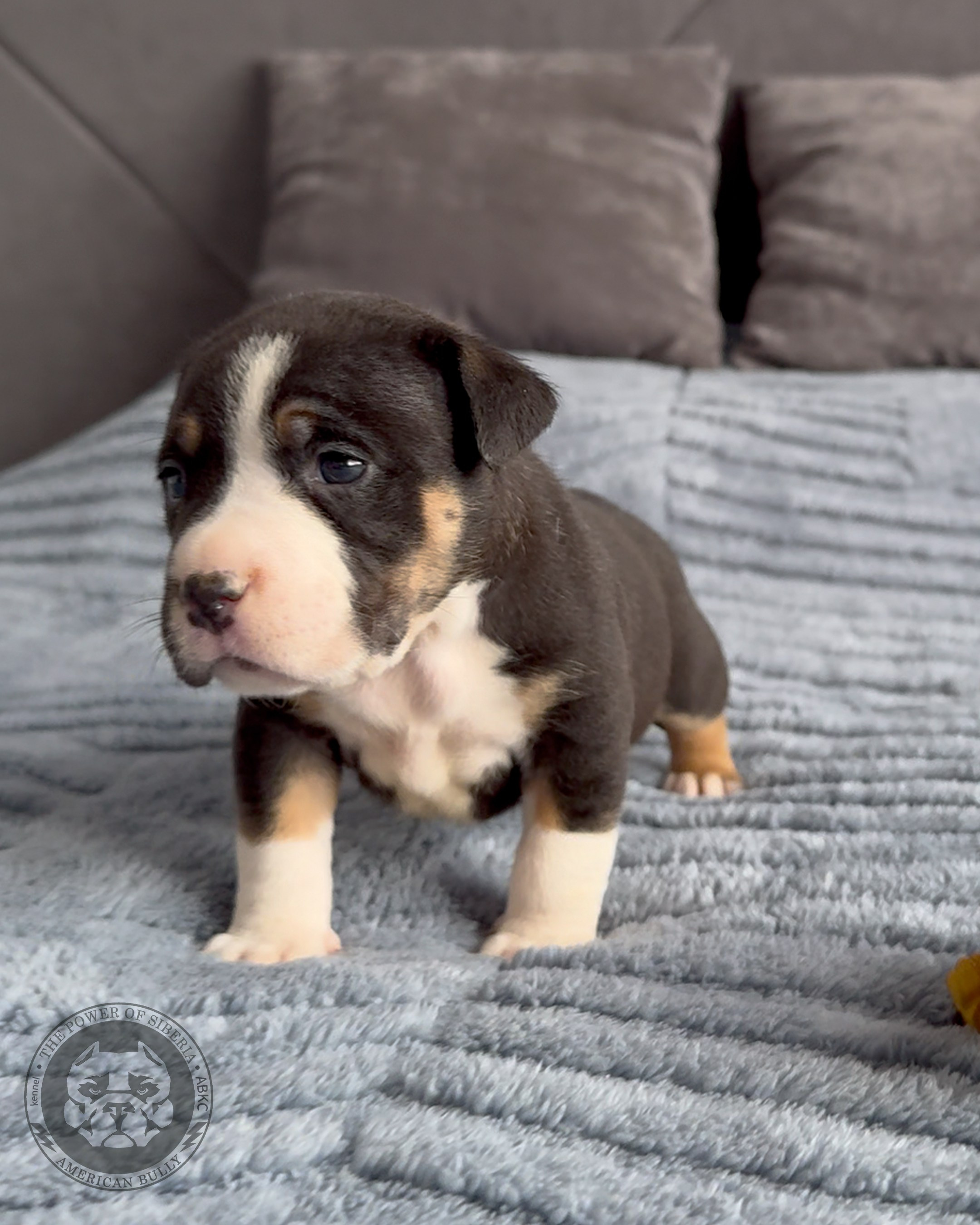 Свободные щенки Американский Булли, в типах покет, классик, стандарт. Американский Булли в г. Ростов-на-Дону. Питомник THE POWER OF SIBERIA