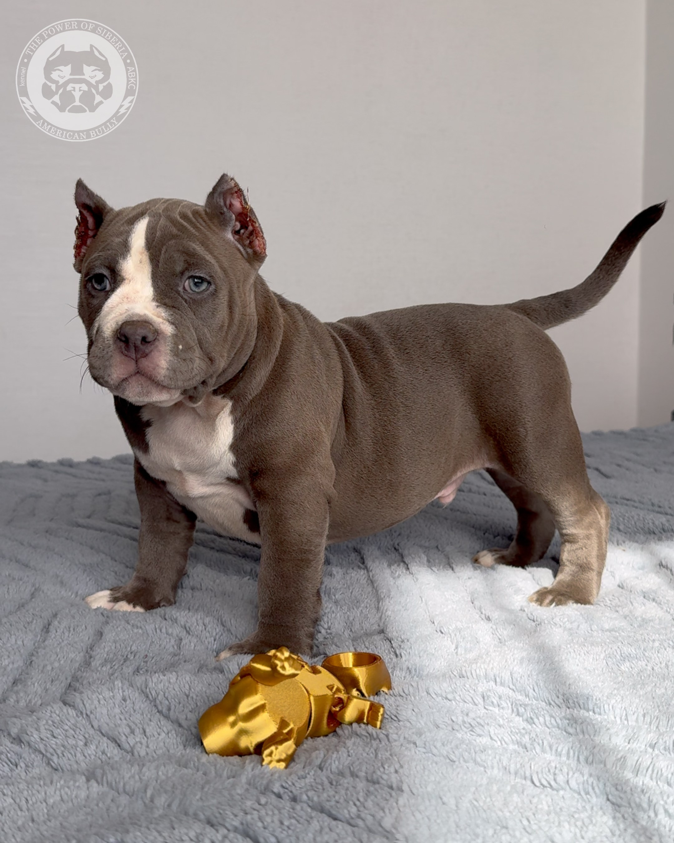 29.12.25-Терри-Локо. Американский Булли в г. Ростов-на-Дону. Питомник THE POWER OF SIBERIA