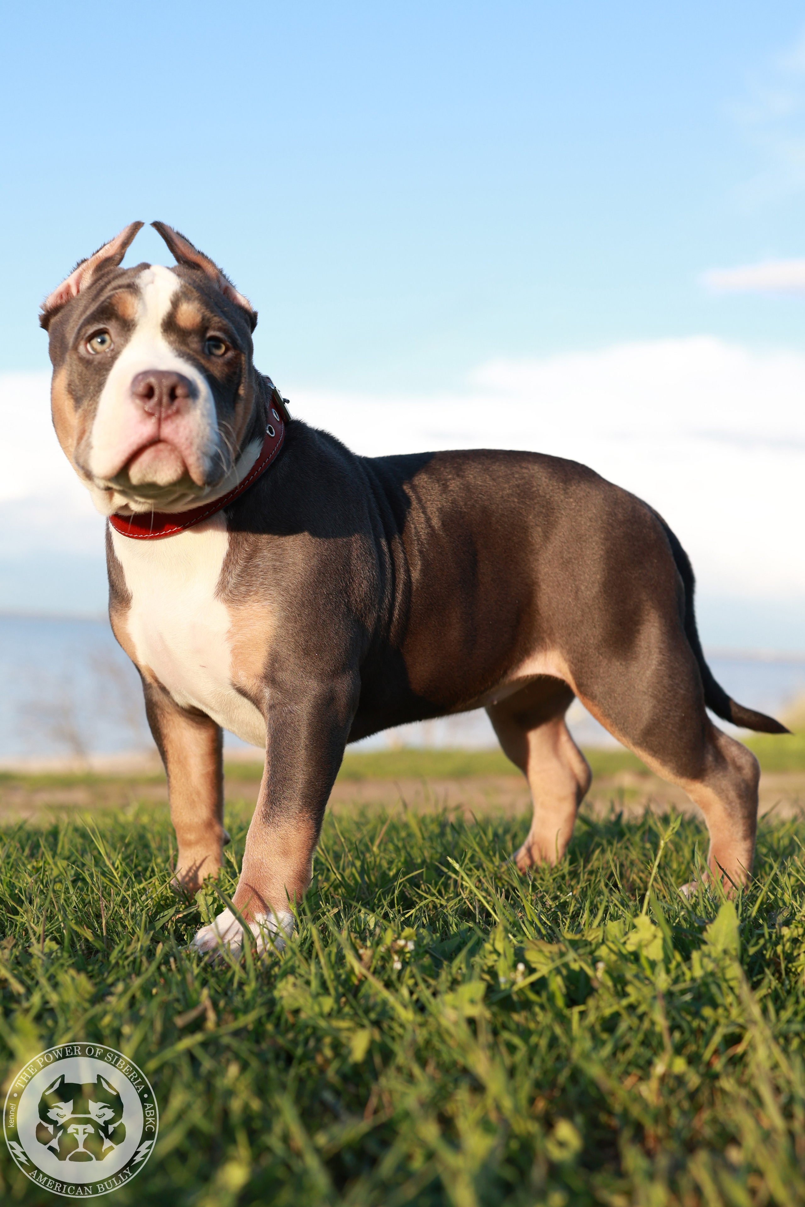 Свободные щенки Американский Булли, в типах покет, классик, стандарт. Американский Булли в г. Ростов-на-Дону. Питомник THE POWER OF SIBERIA