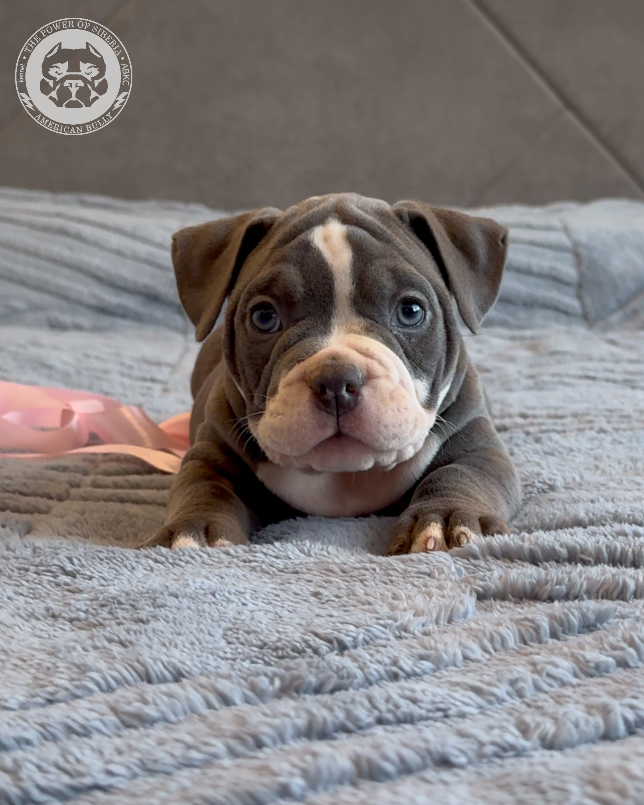 Свободные щенки Американский Булли, в типах покет, классик, стандарт. Американский Булли в г. Ростов-на-Дону. Питомник THE POWER OF SIBERIA