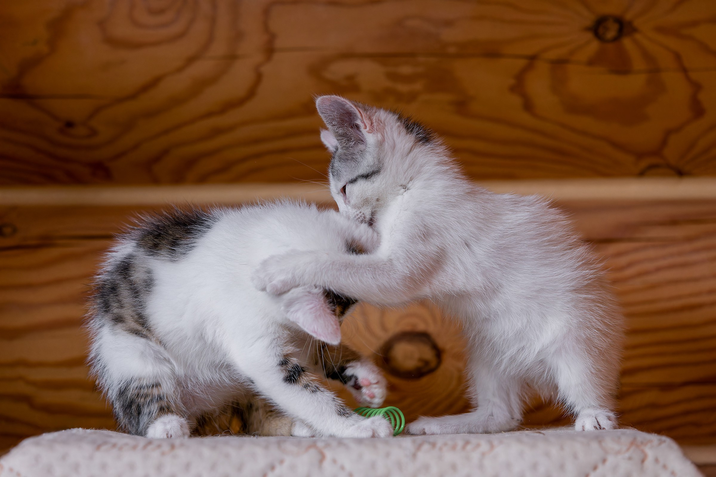 Котята. Irenephoto.ru