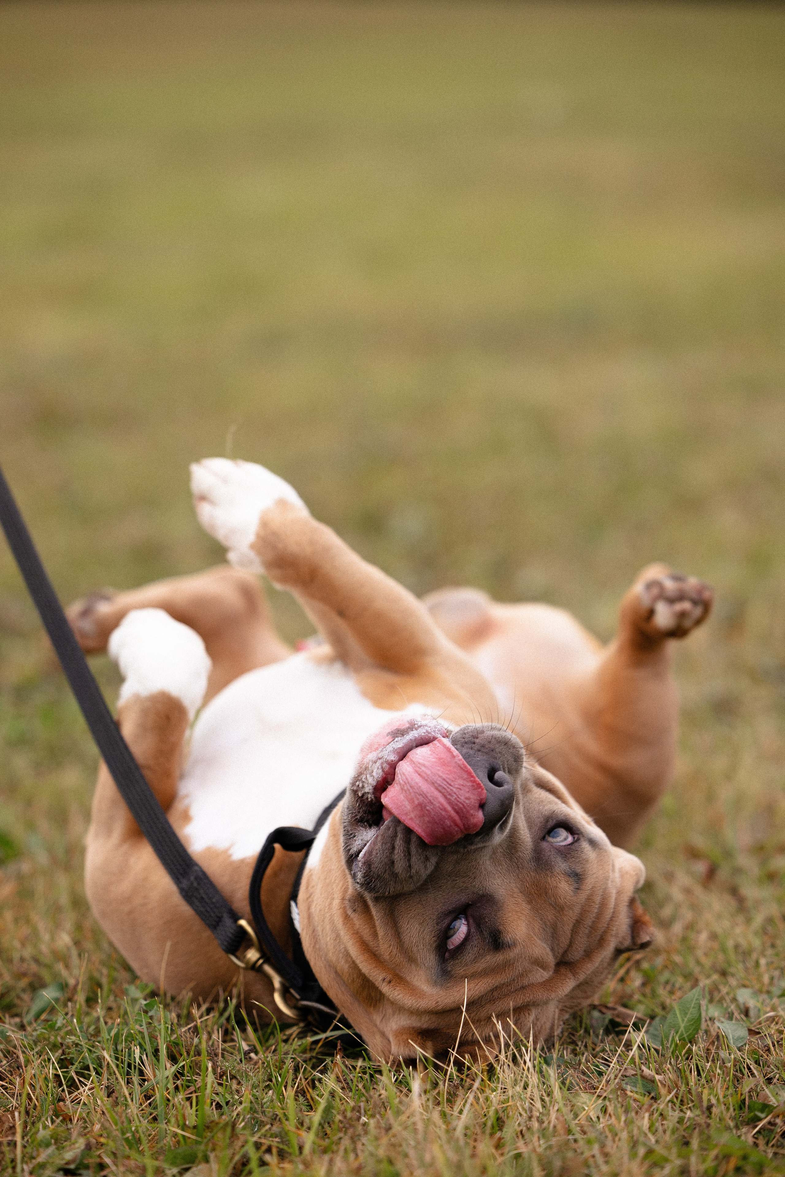 Алена и Тор. Фотограф и видеограф анималист Аганина Дарья