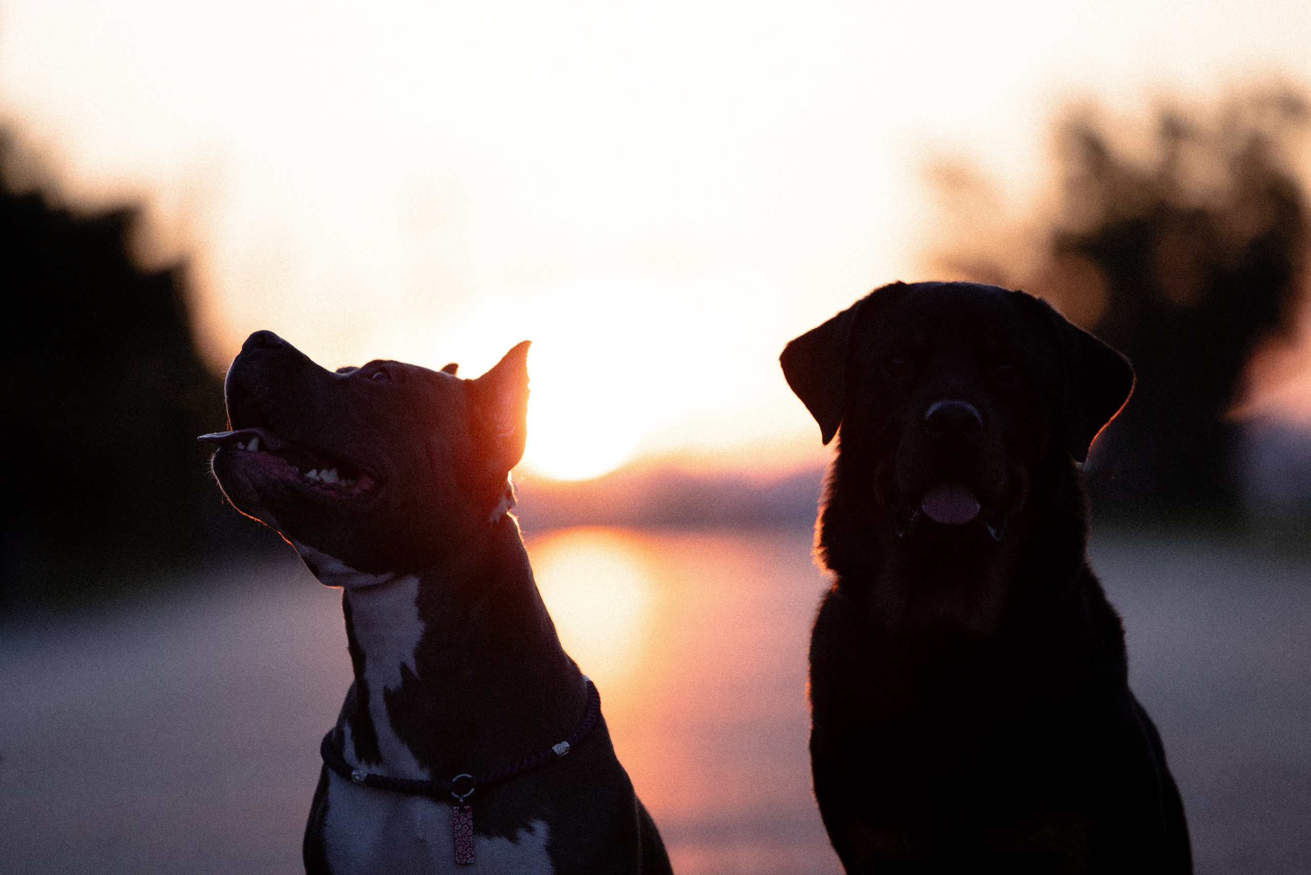 Катя, Леша, Лея и Трой. Фотограф и видеограф анималист Аганина Дарья