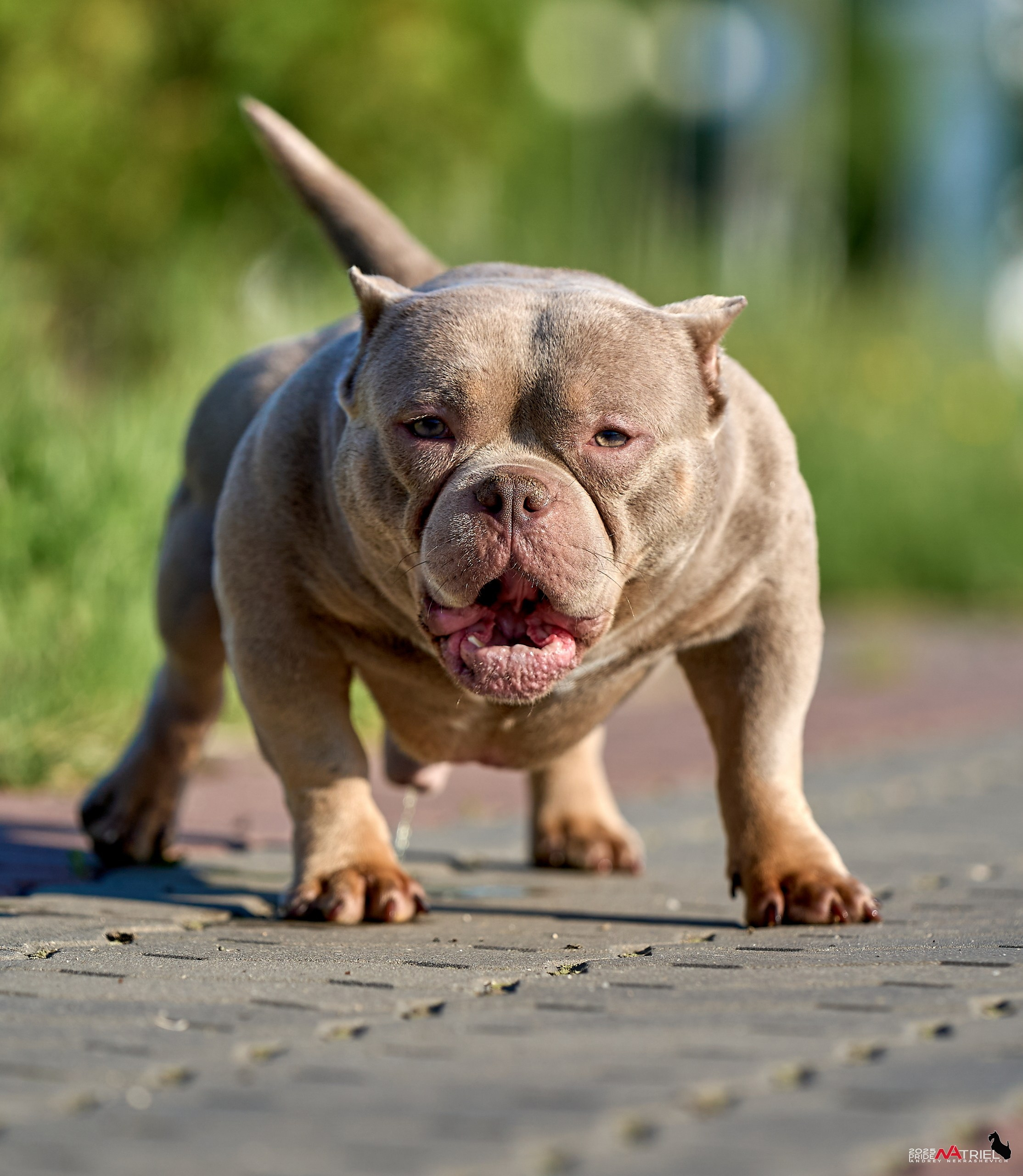 Съемка собак породы булли на природе
