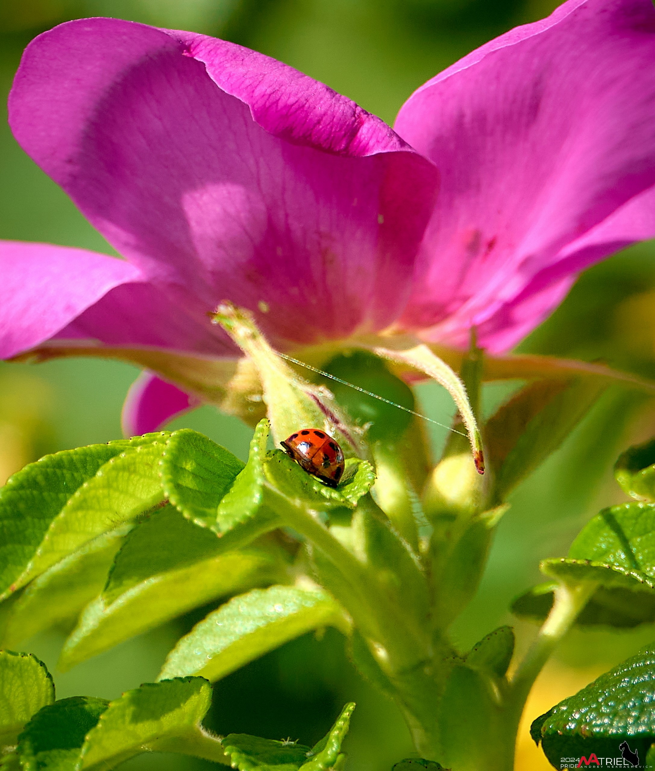 Макро-фото — галерея NATRIEL