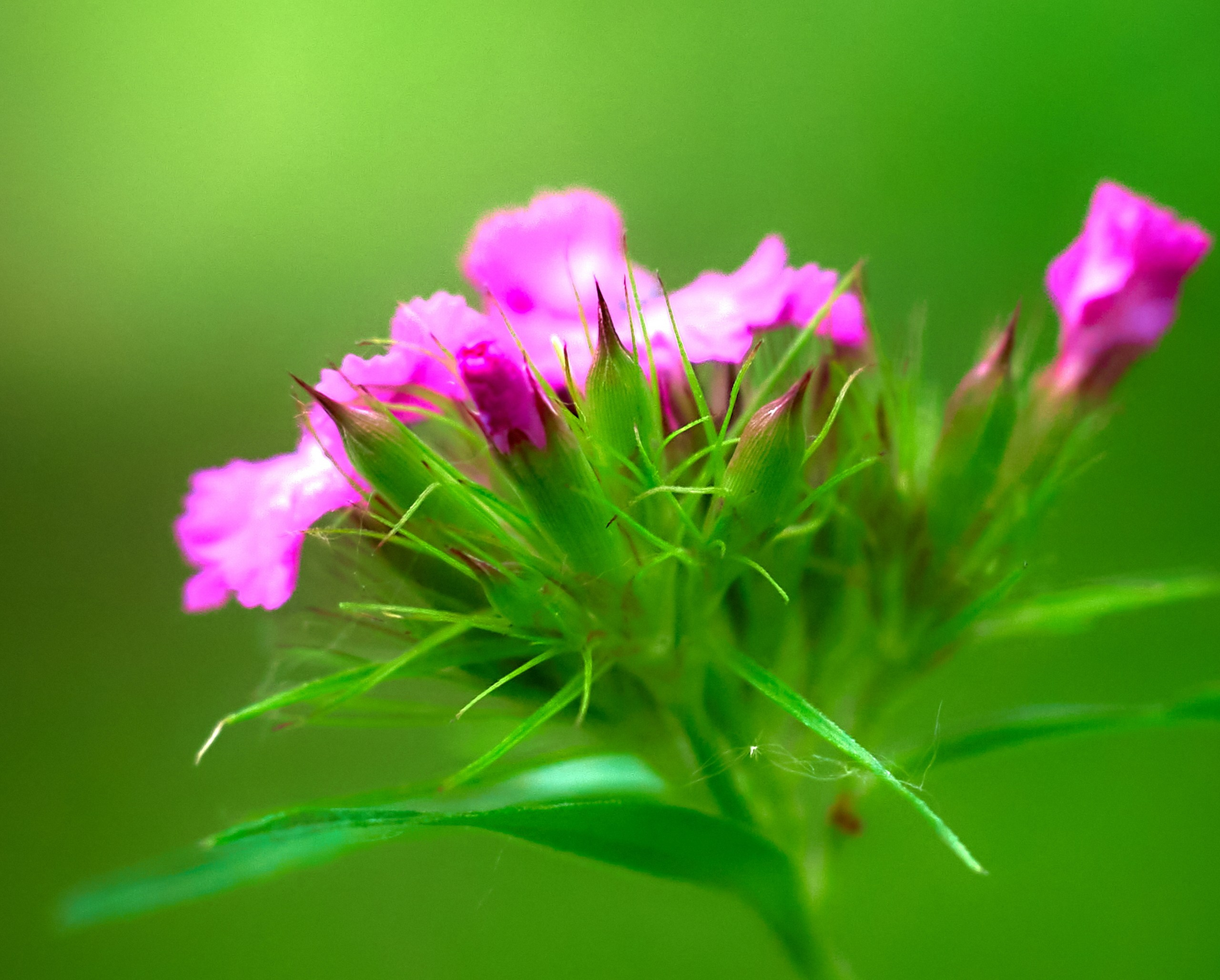 Лютики-цветочки — галерея NATRIEL