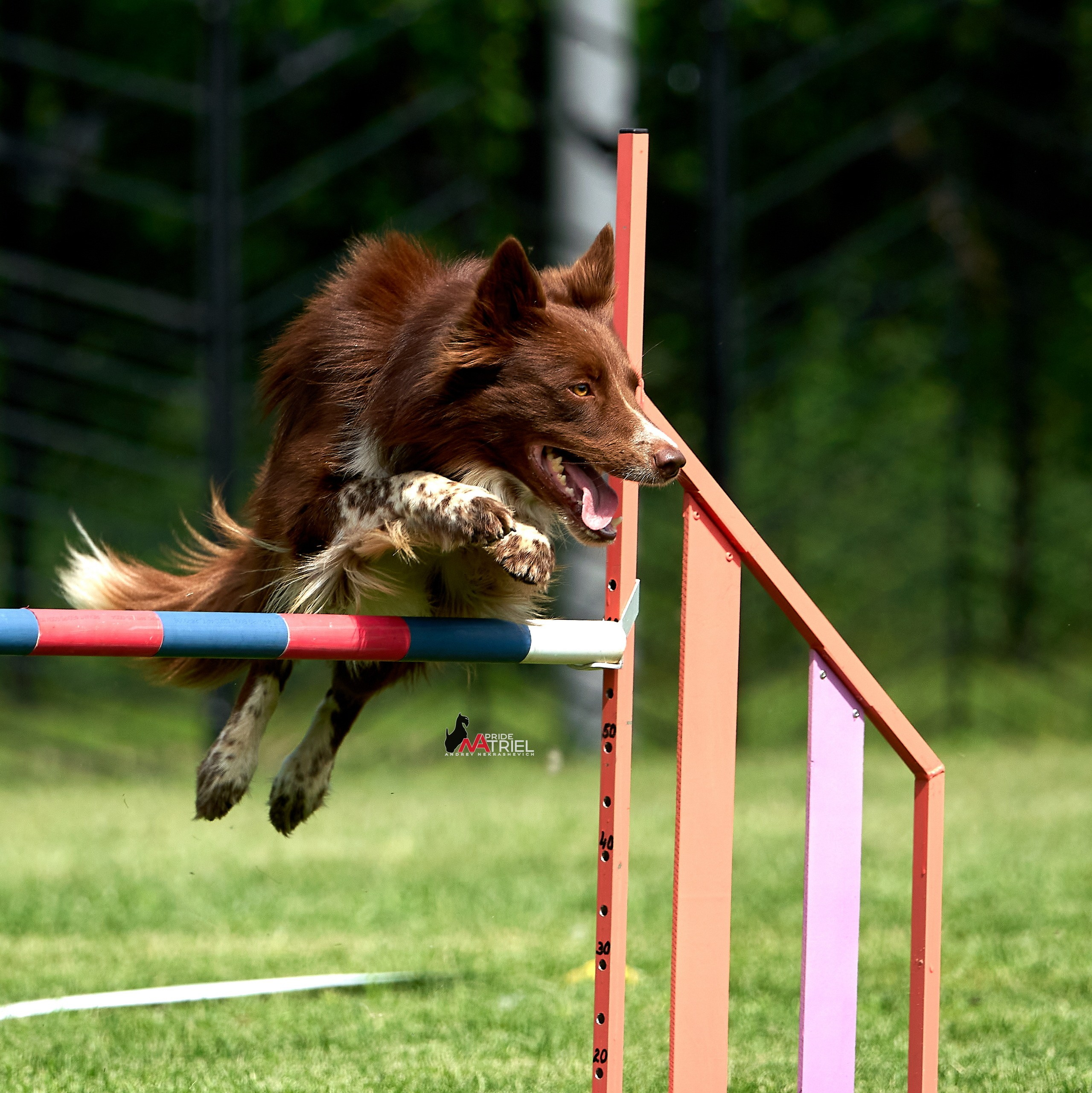 Аджилити — галерея NATRIEL