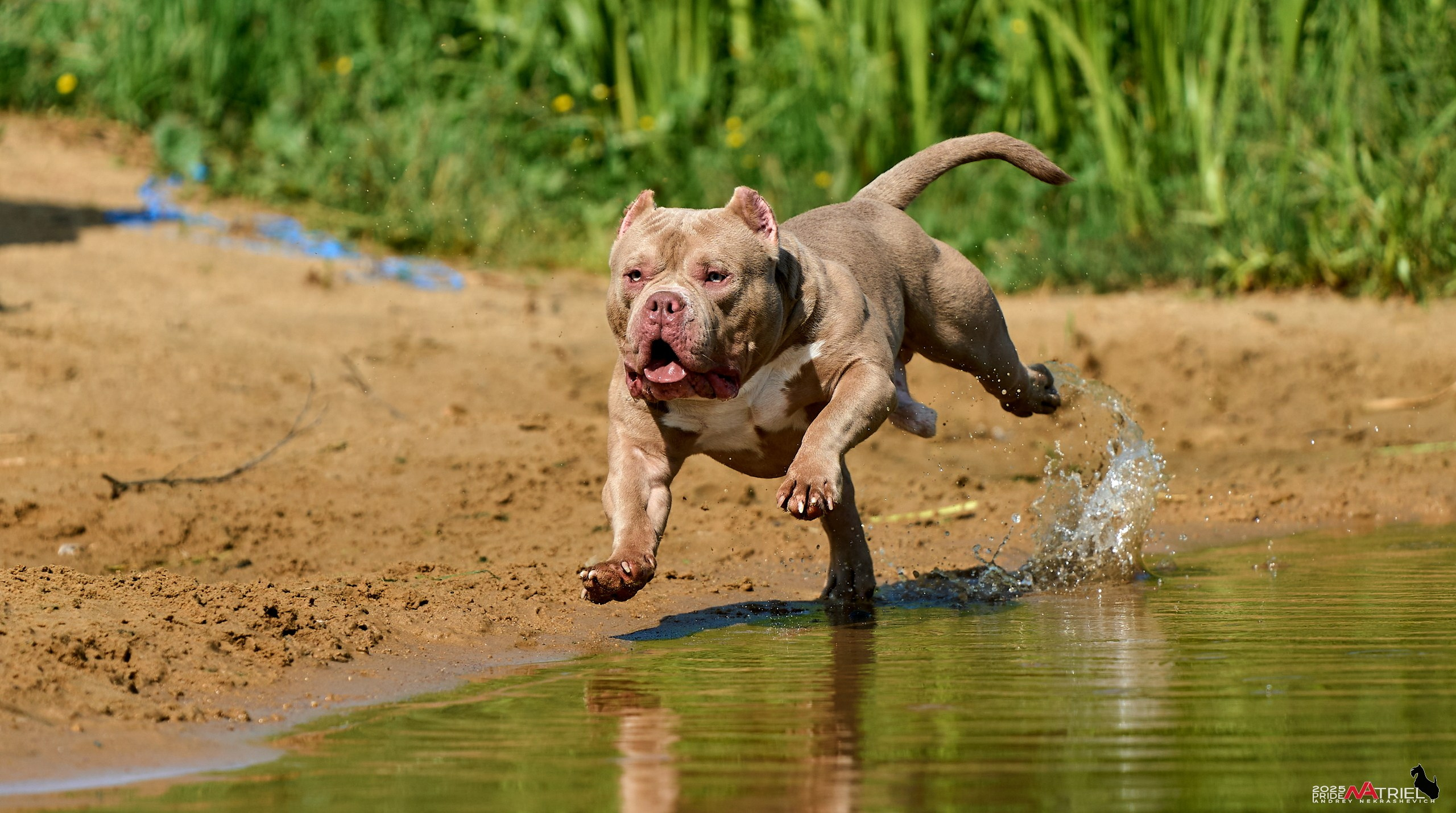 Съемка собак породы булли на природе