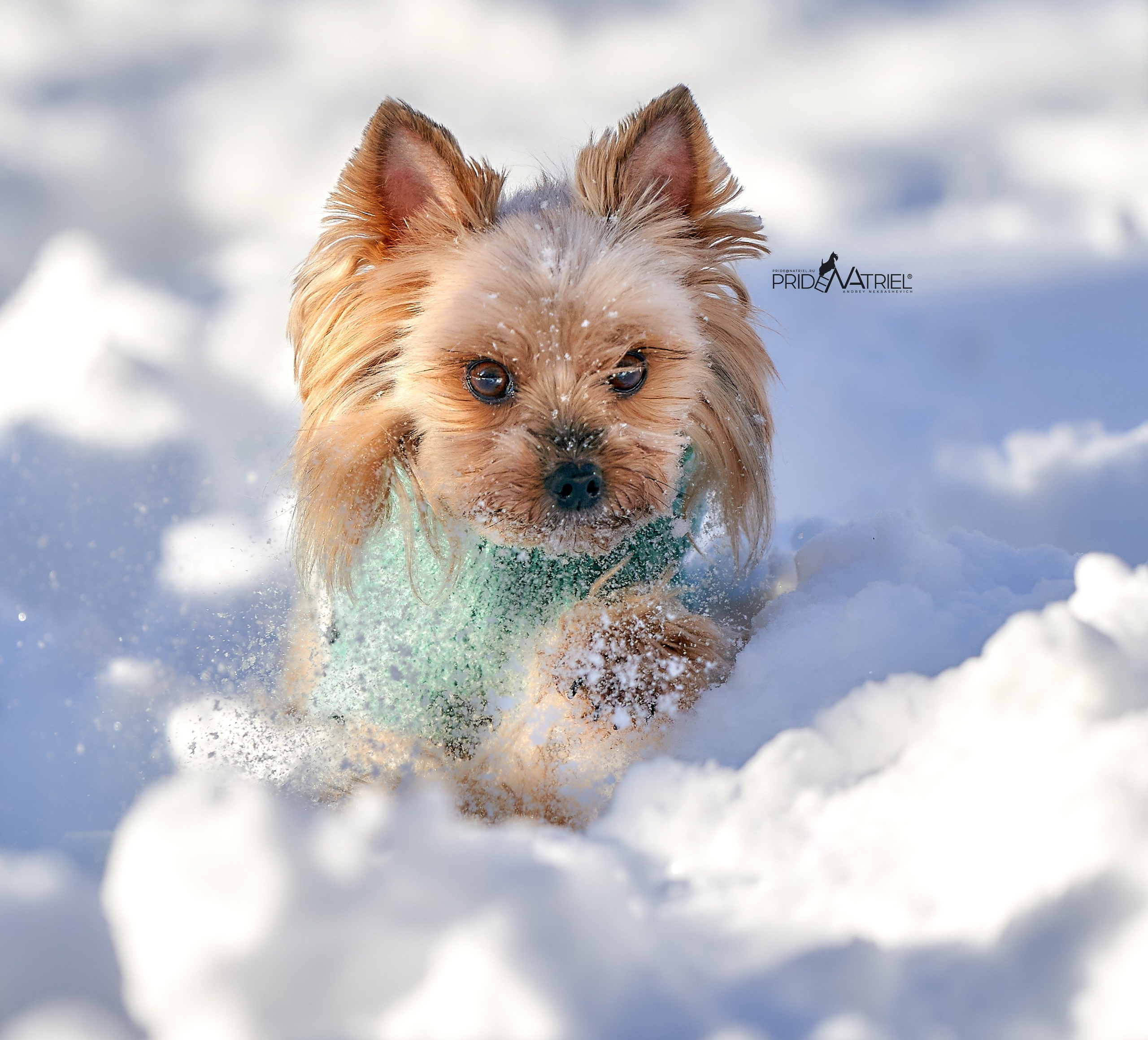 Йоркширский терьер Циля