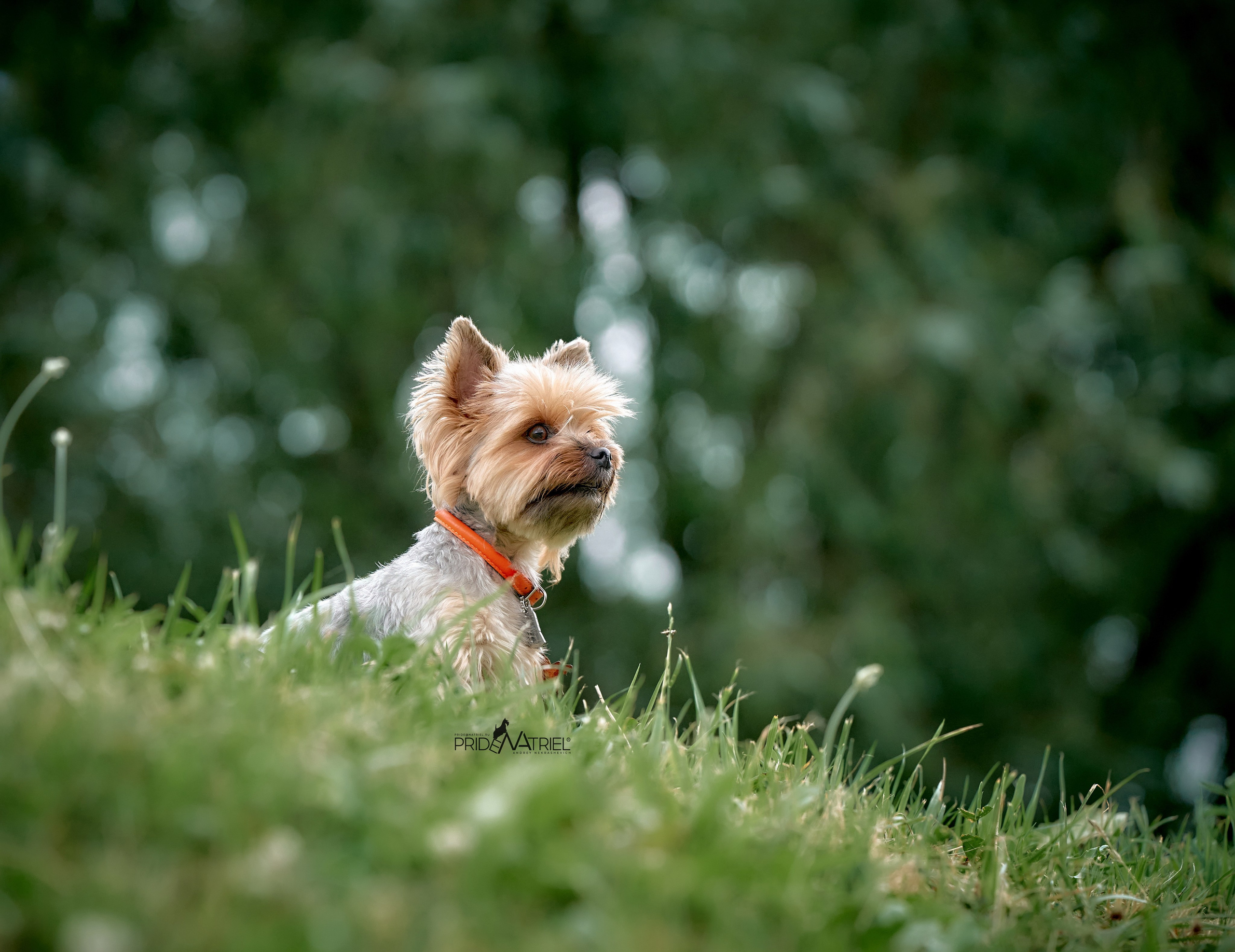 Йоркширский терьер Циля