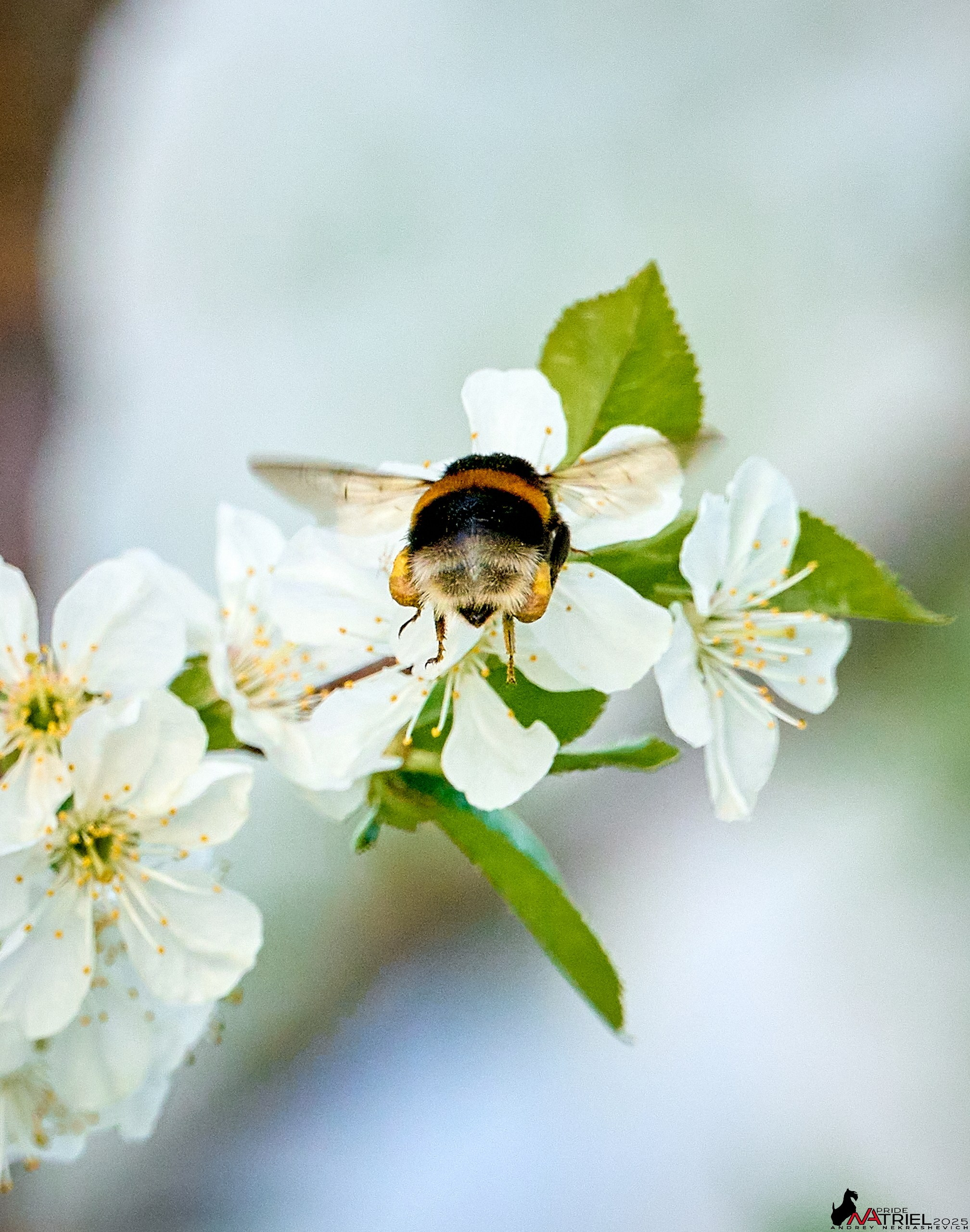 Природа в апреле. Всё в цветении!