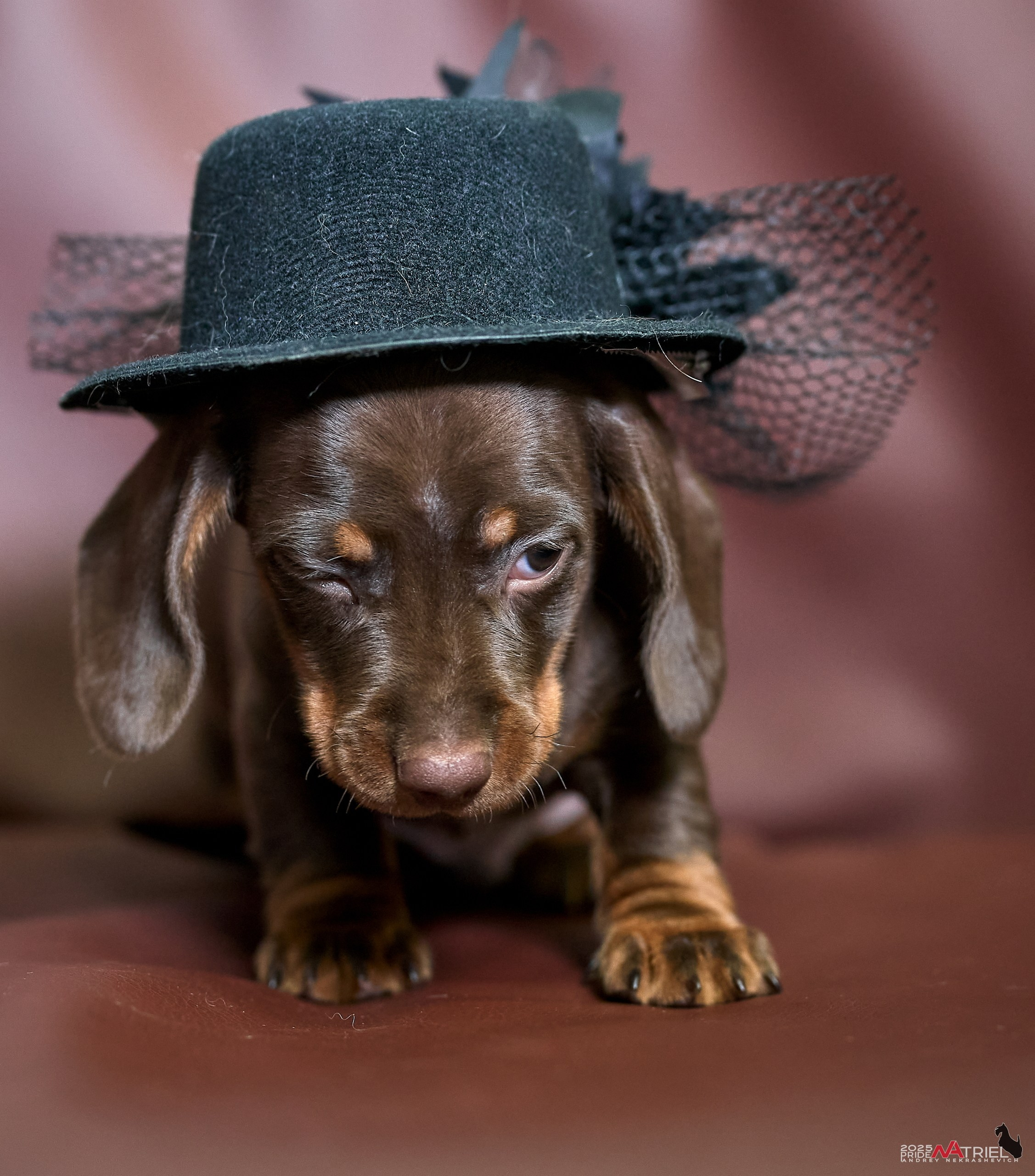 Съемка щенков таксы с мобильным светом