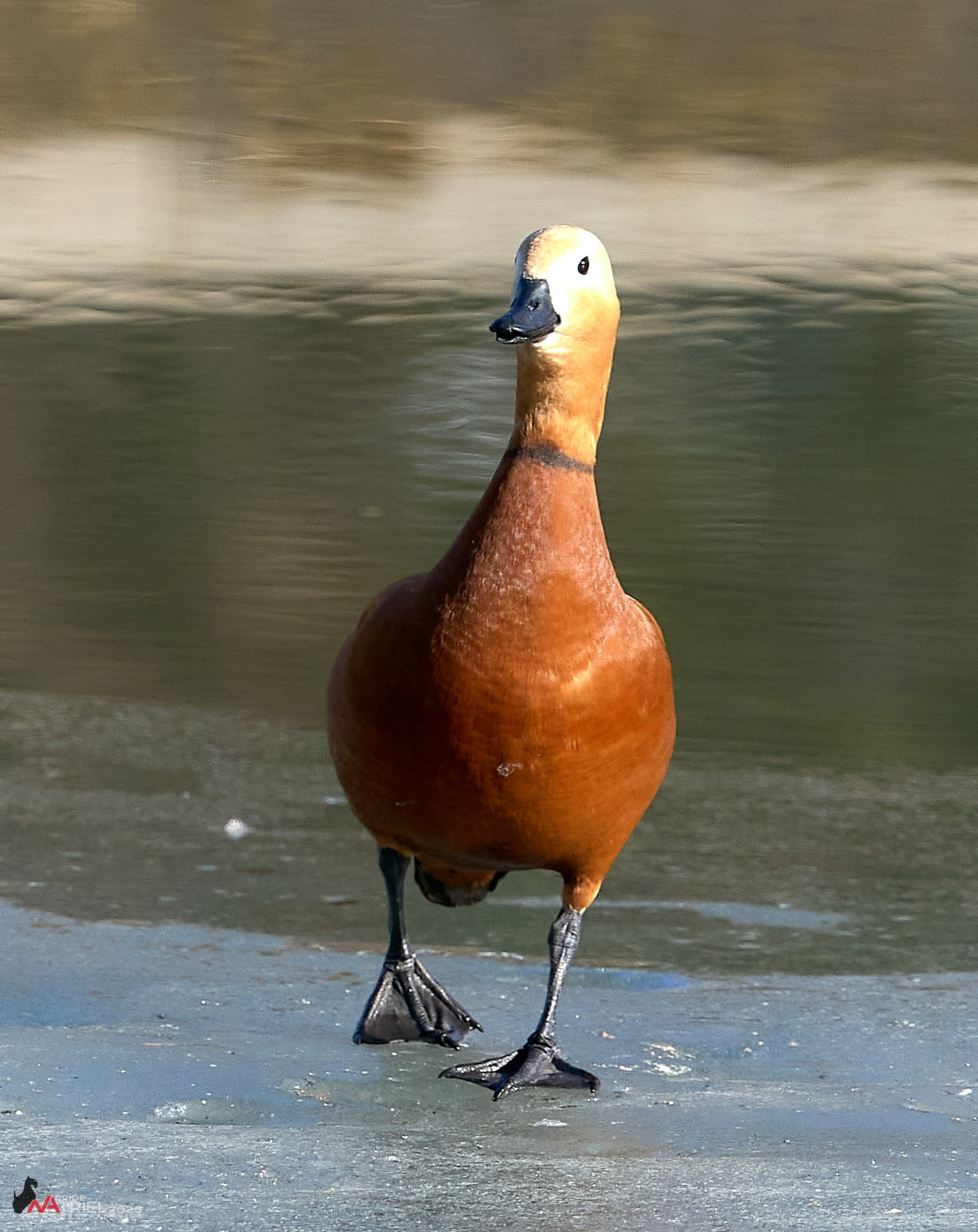 Фотопрогулка в Бутово