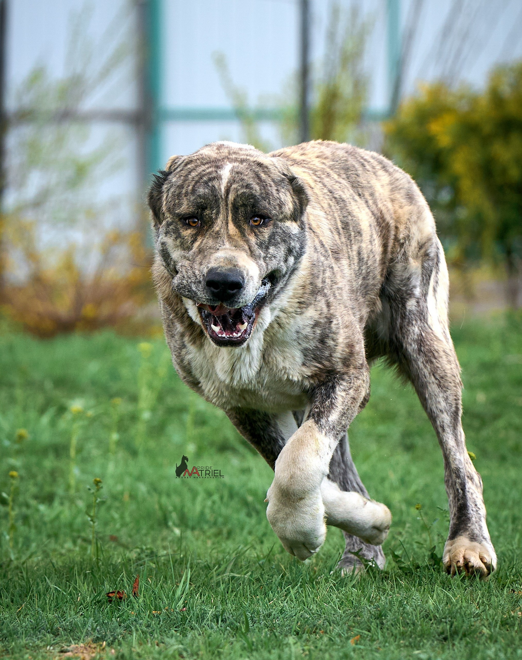 Среднеазиаты — щенки и взрослые