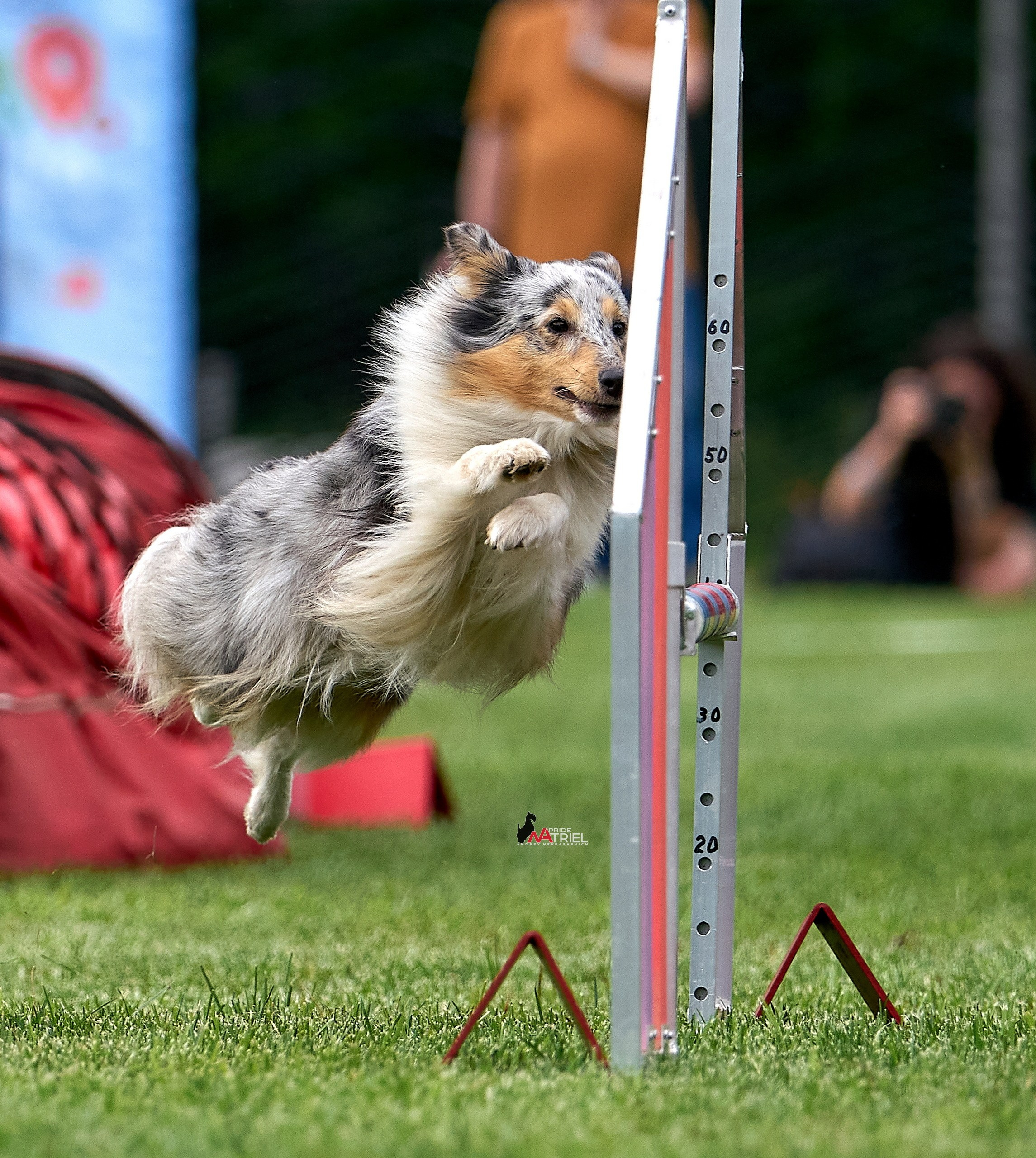 Аджилити — галерея NATRIEL