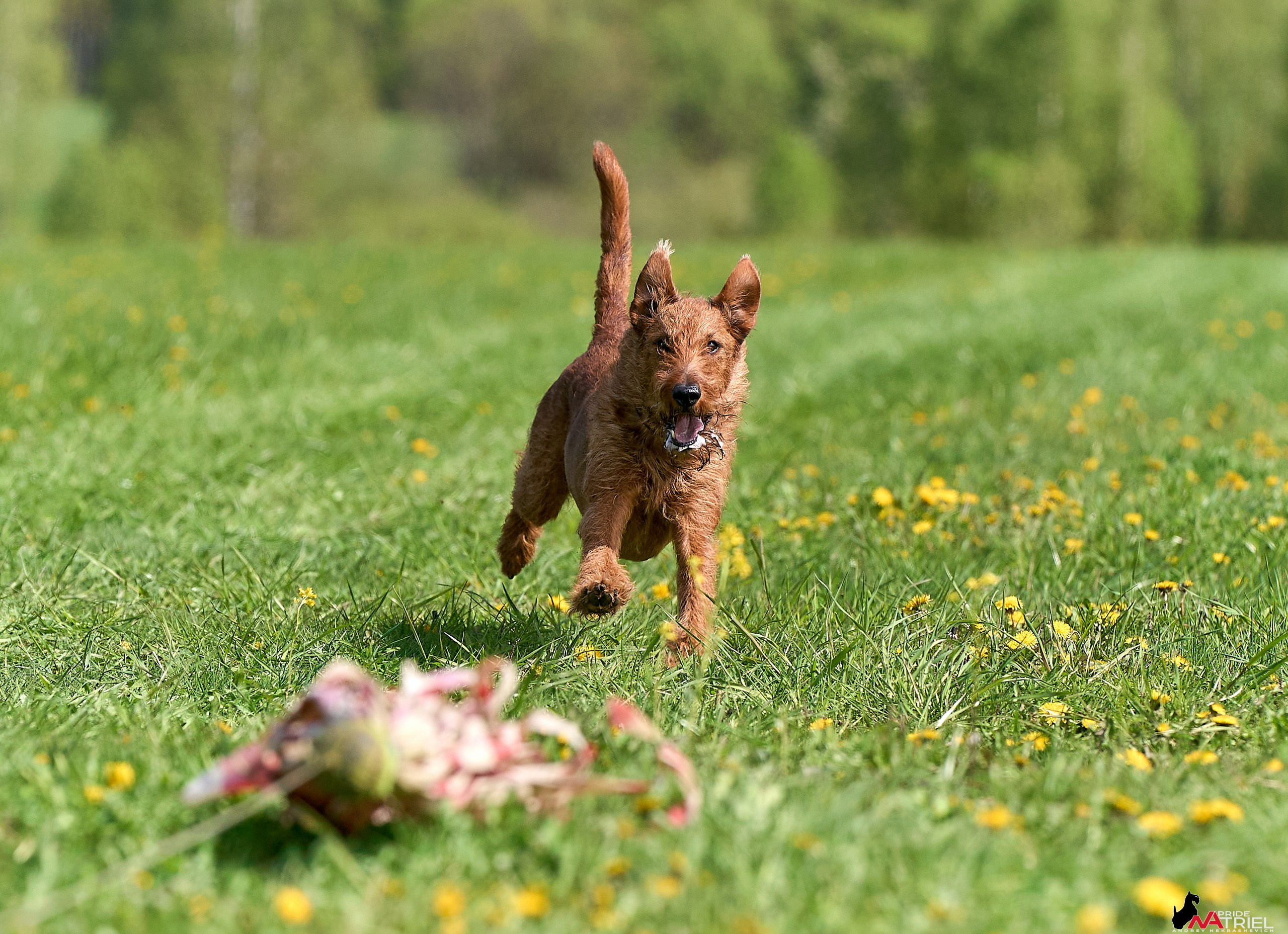 Съемка курсинг — галерея NATRIEL