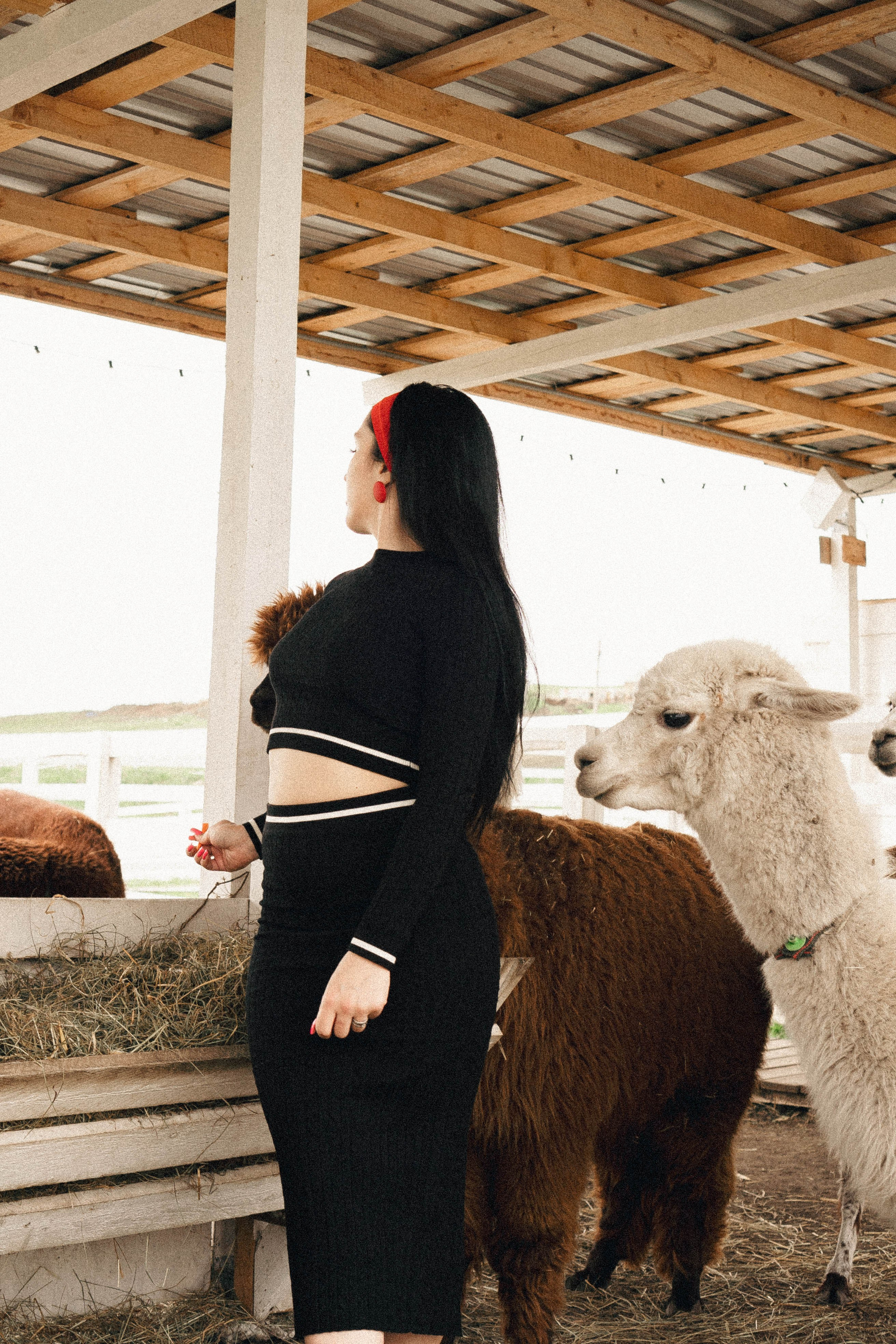 Ферма Альпак. Профессиональный фотограф, Санкт-Петербург — Виктория Богомолова