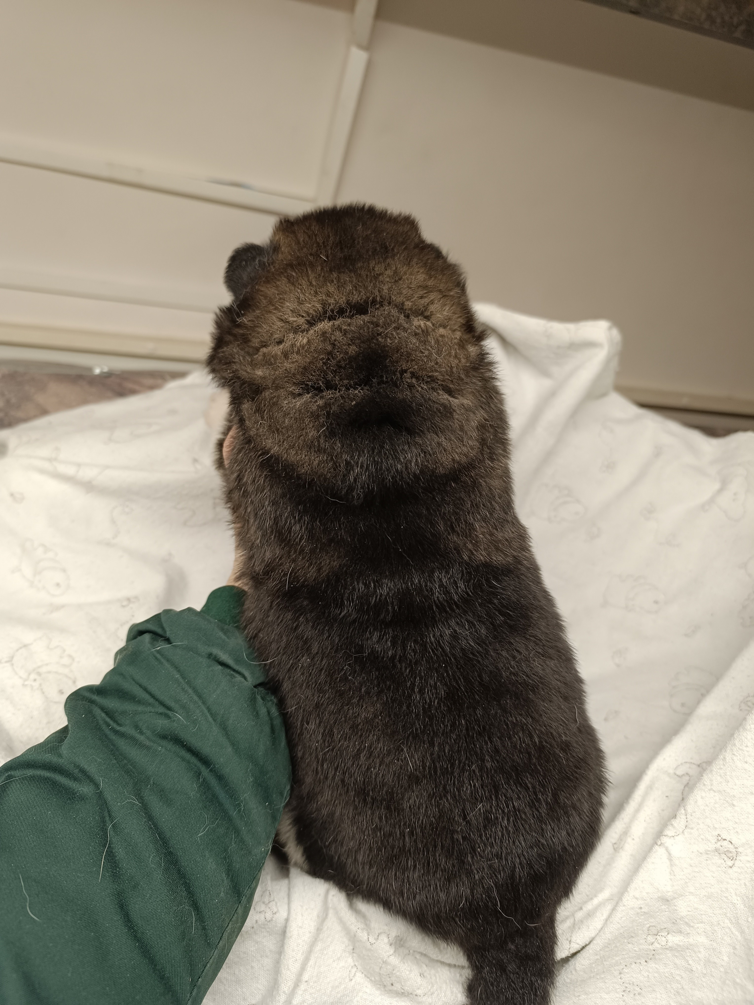 Американская акита  щенки питомник Санкт-Петербург клубные щенки Американская акита питомник RUBYLIGHT Рубилайт купить щенка американской акиты