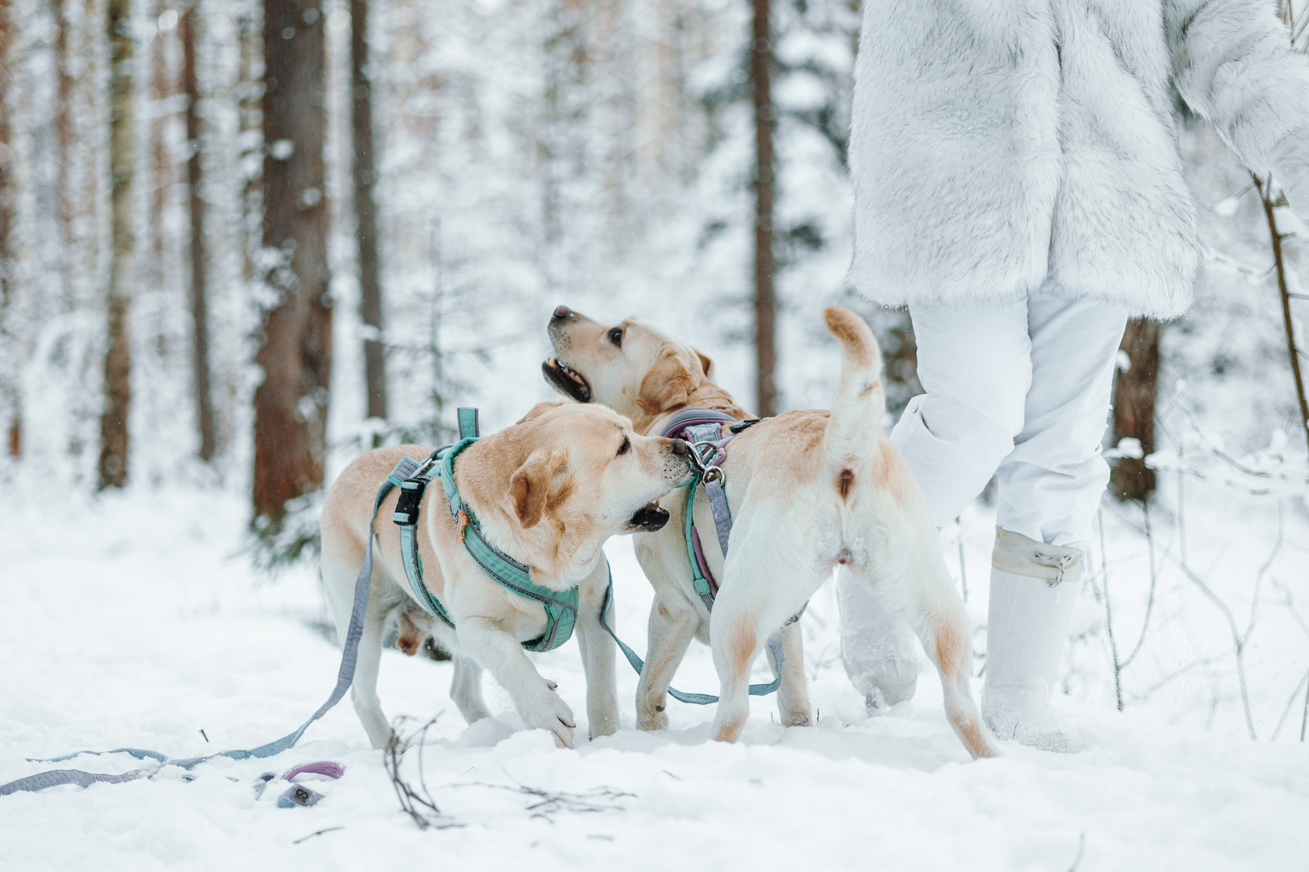 Ребята и их хвостатая семейка. Фотограф — Анималист | Санкт-Петербург
