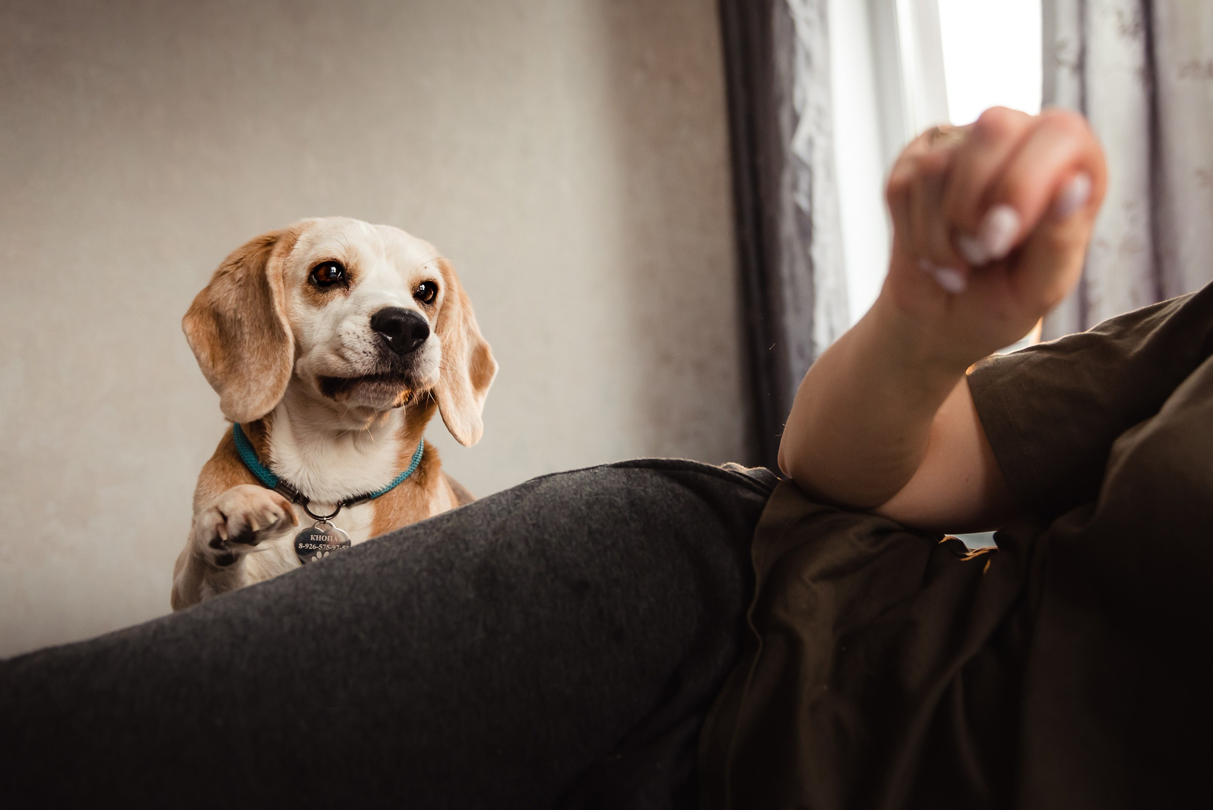 Оля, бигли и семья. Семейный Фотограф в Москве Ирина Хохлова
