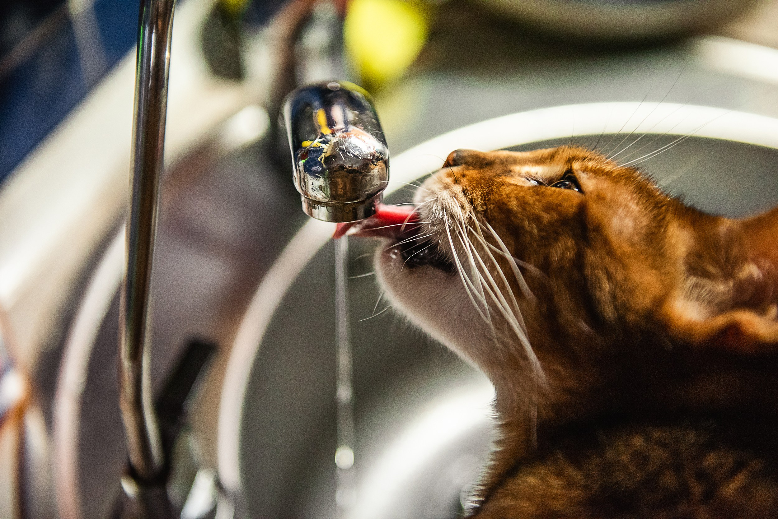 Квартира с картинами. Алиса, Андрей и их пушистая семья. Семейный Фотограф в Москве Ирина Хохлова