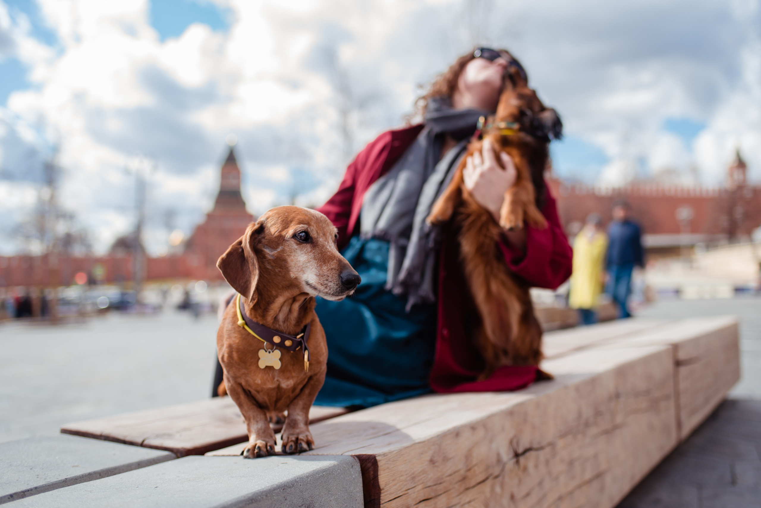 Таксы на Красной площади. Семейный Фотограф в Москве Ирина Хохлова