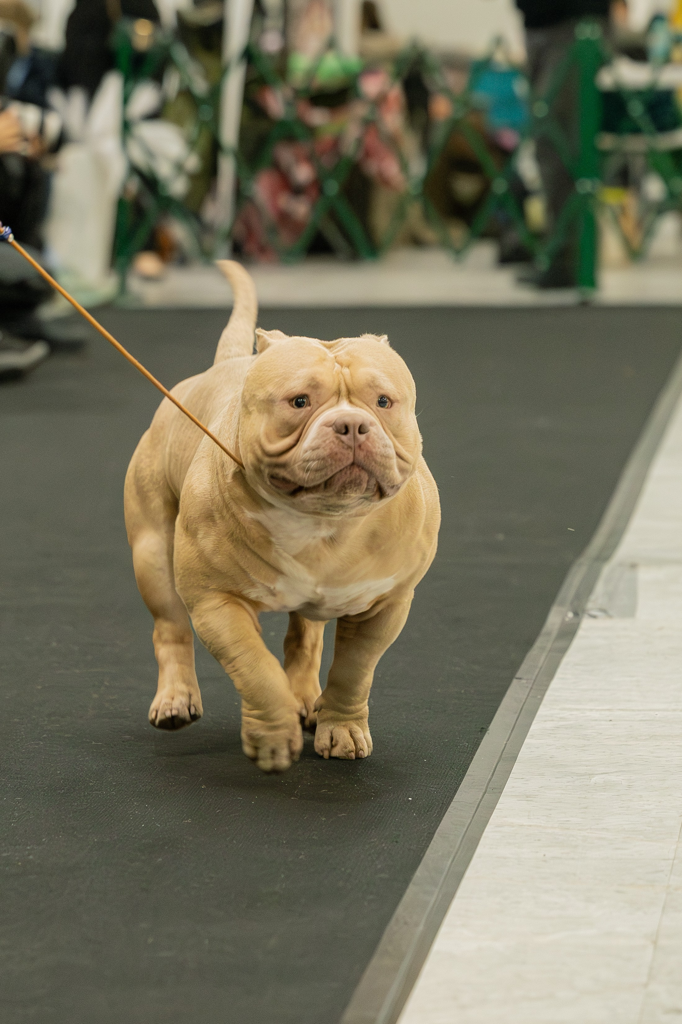 АВКС. Виктория Михайловская. Фотограф-анималист. Москва