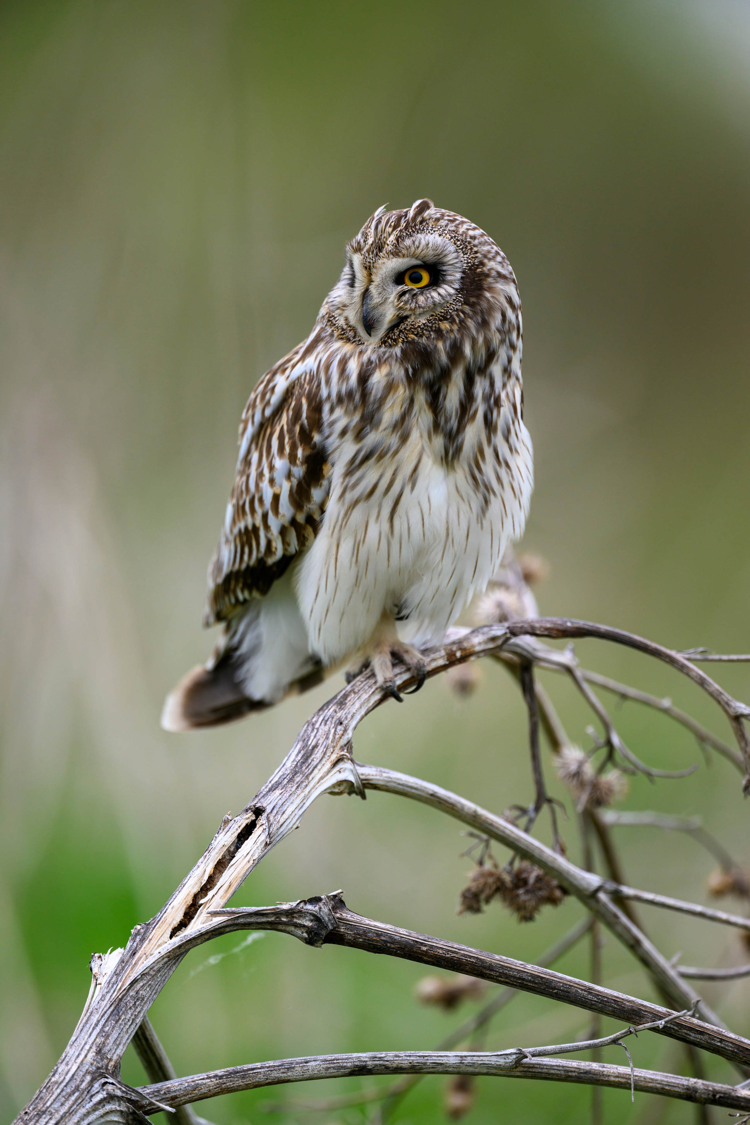 Болотные совы и лунь. Wildlife photography by Sergey Puponin