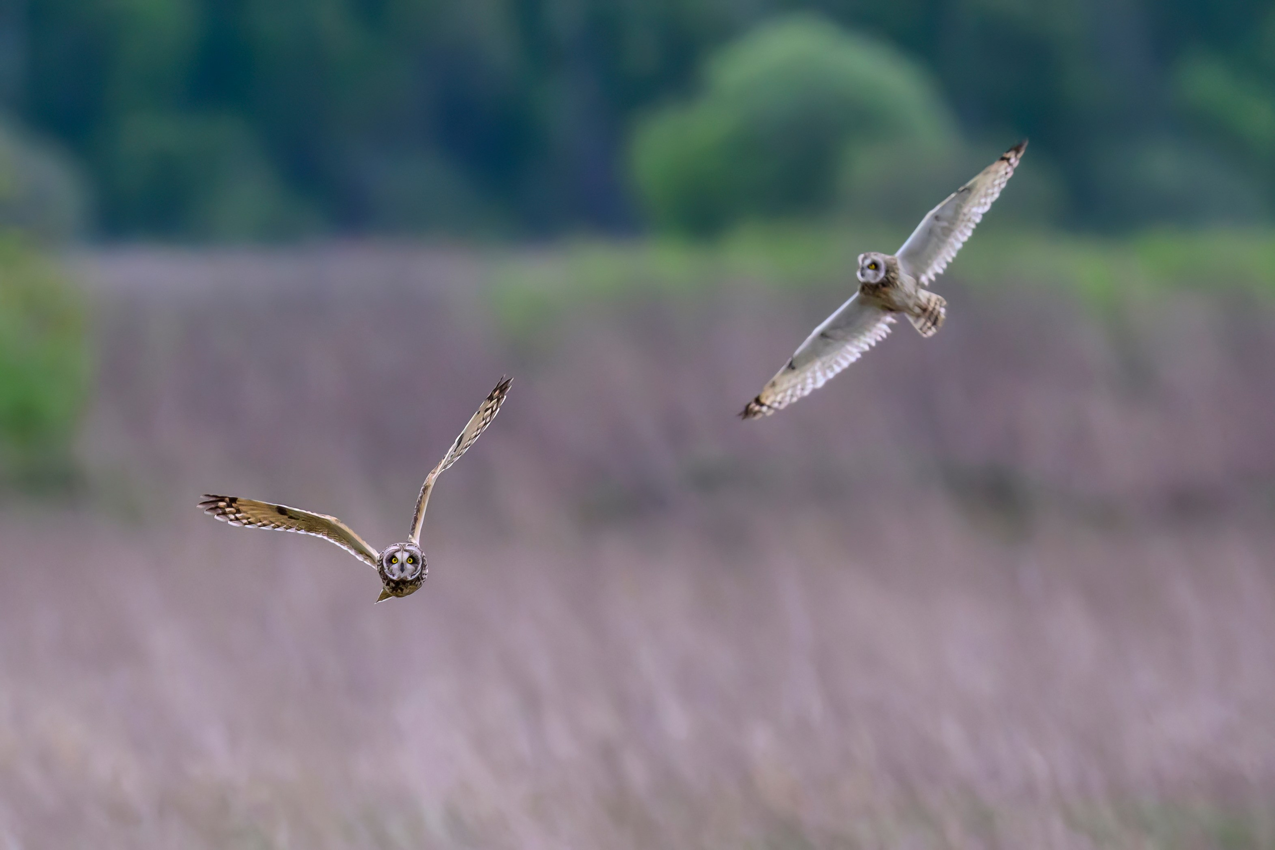 Охота болотных сов. Wildlife photography by Sergey Puponin