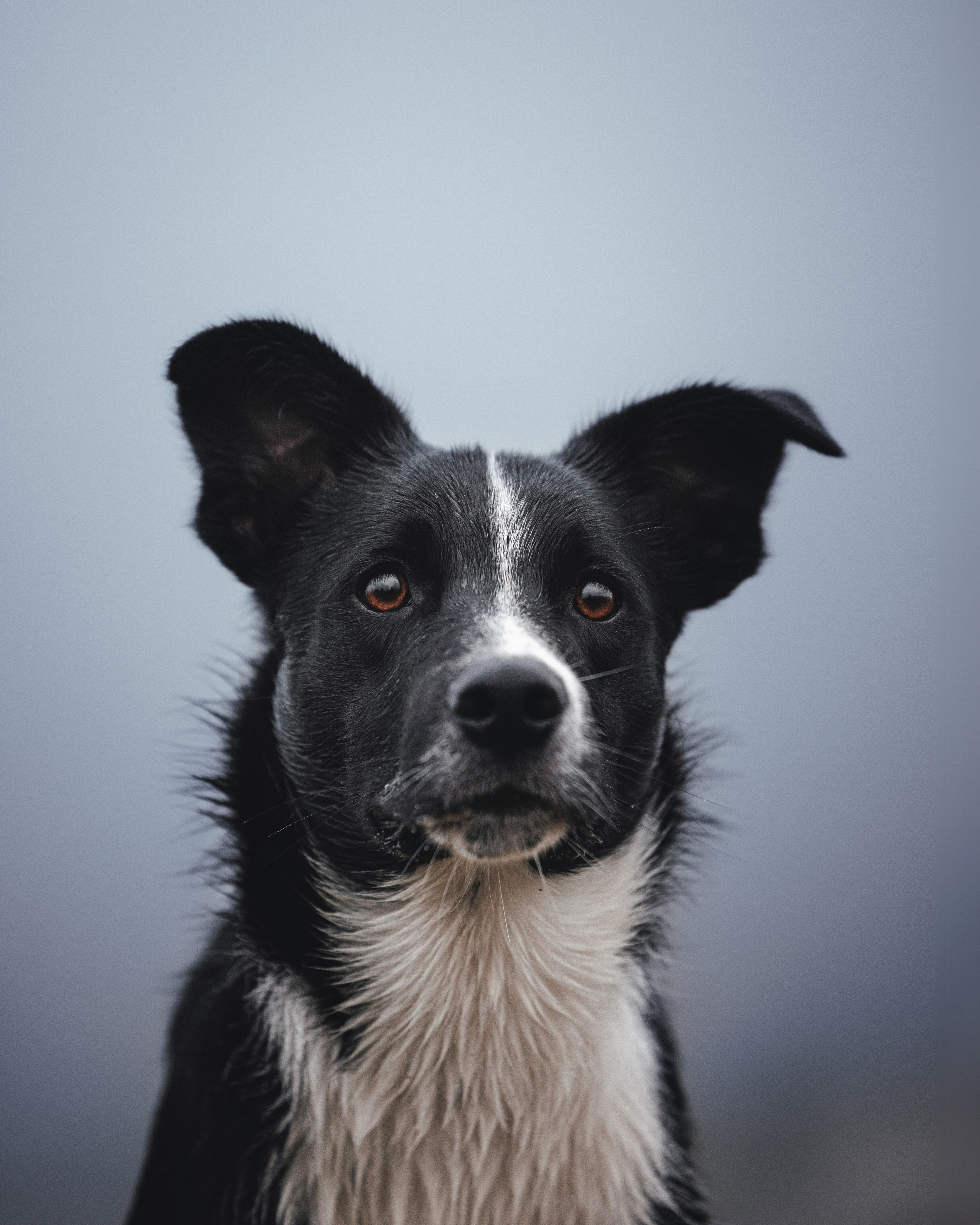 Лось. Фотограф анималист Осипчикова Мария