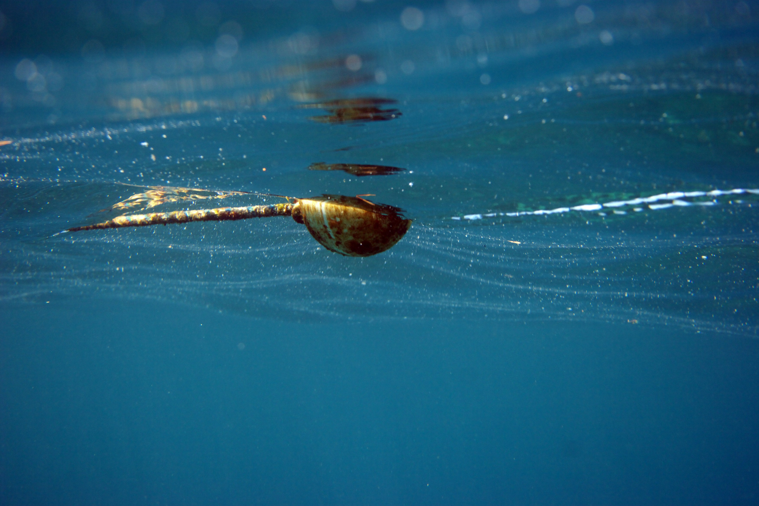 Под водой. Миша Печёнкин | фотография