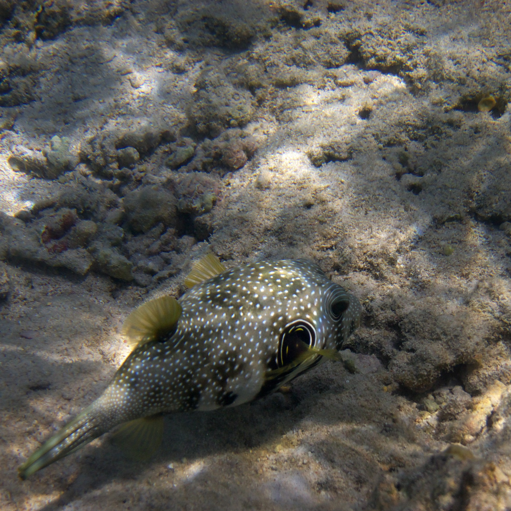 Под водой. Миша Печёнкин | фотография