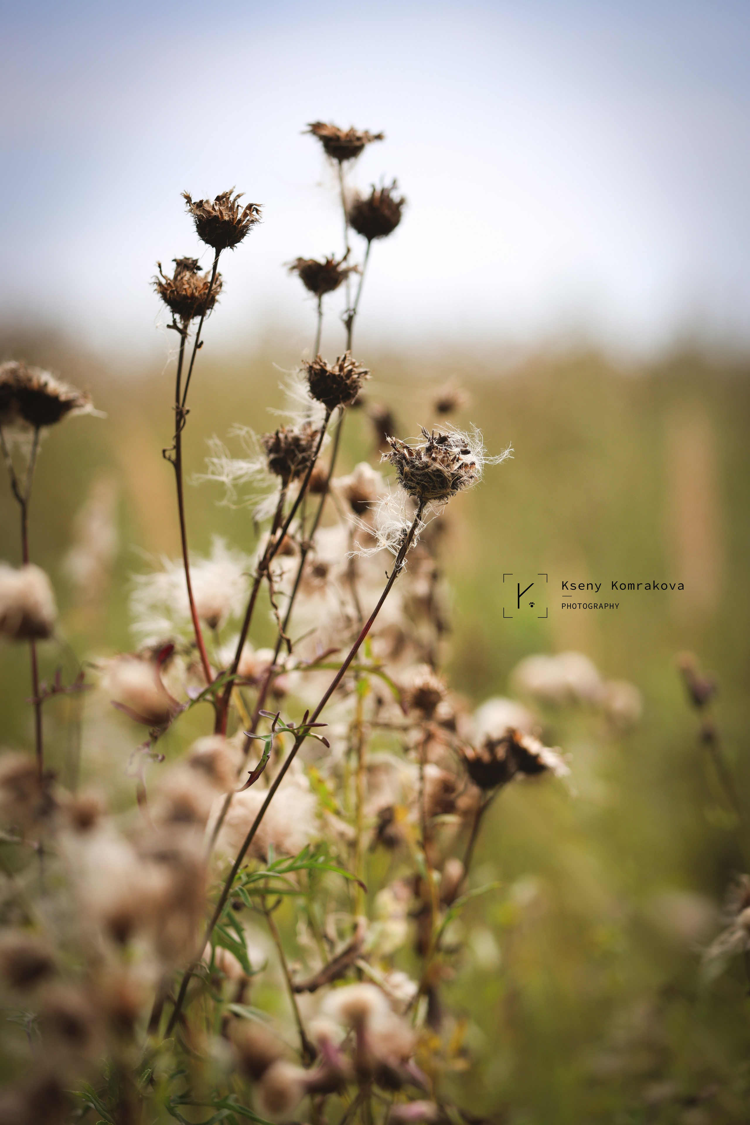 Анималистика. Репортаж. Индивидуальная съемка