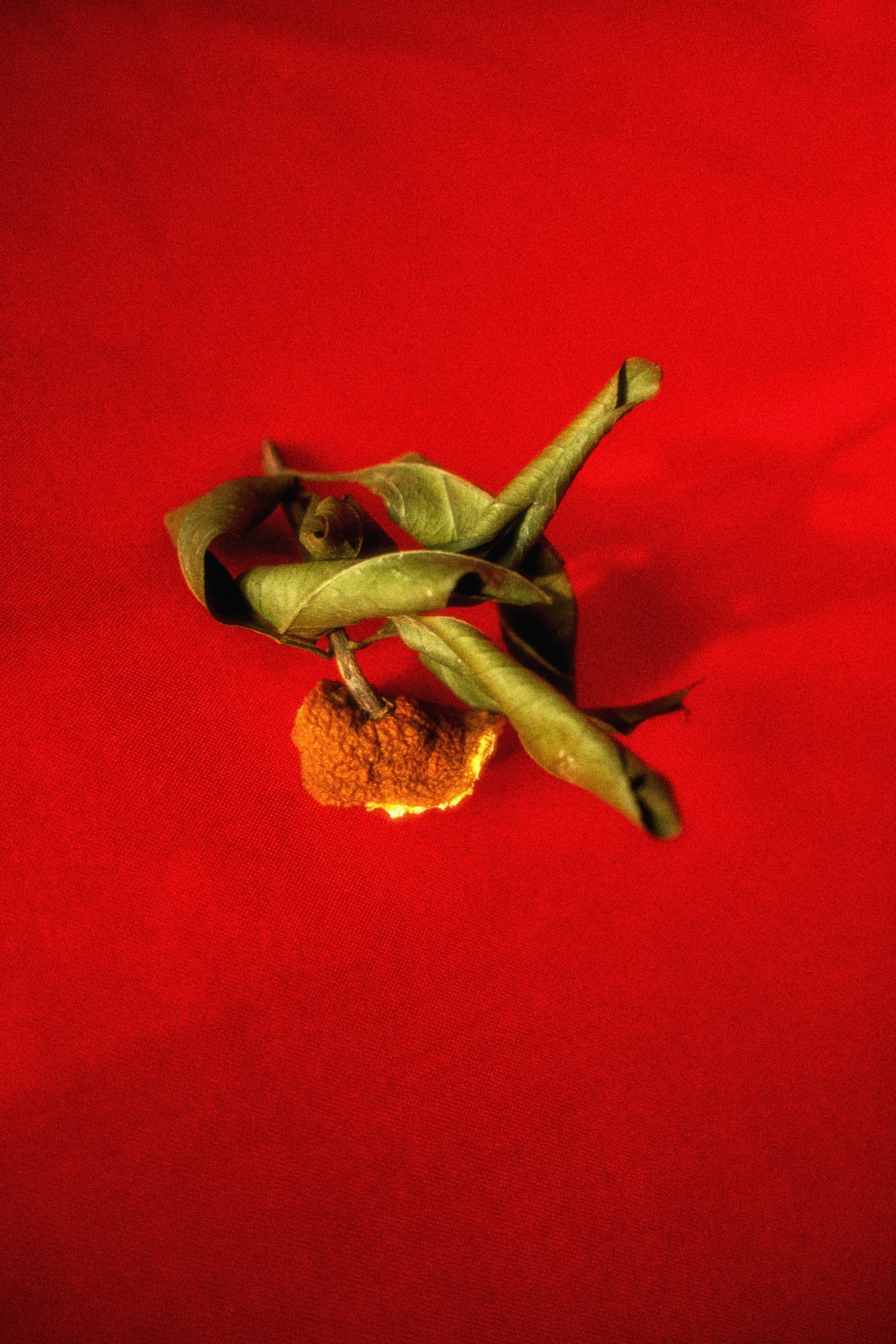 Мандариновый рок. Фотограф детей и подростков в Москве Таня Королева