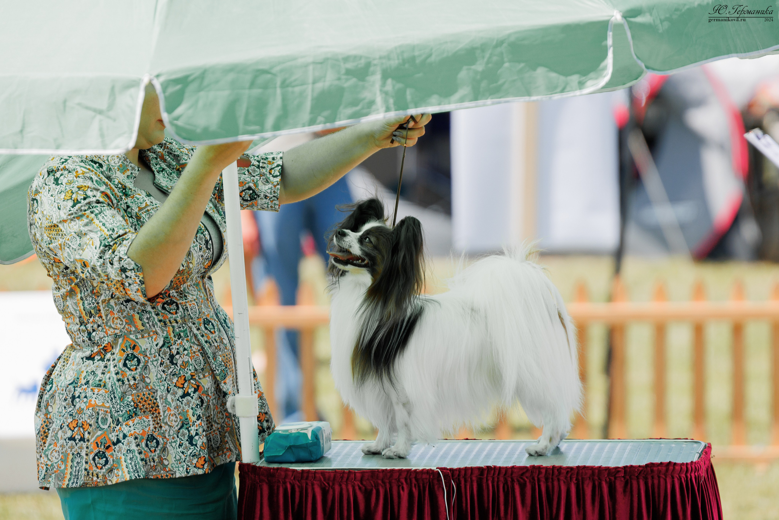 Ереван 3-5.06.2024. Фотограф-анималист Юлия Германика
