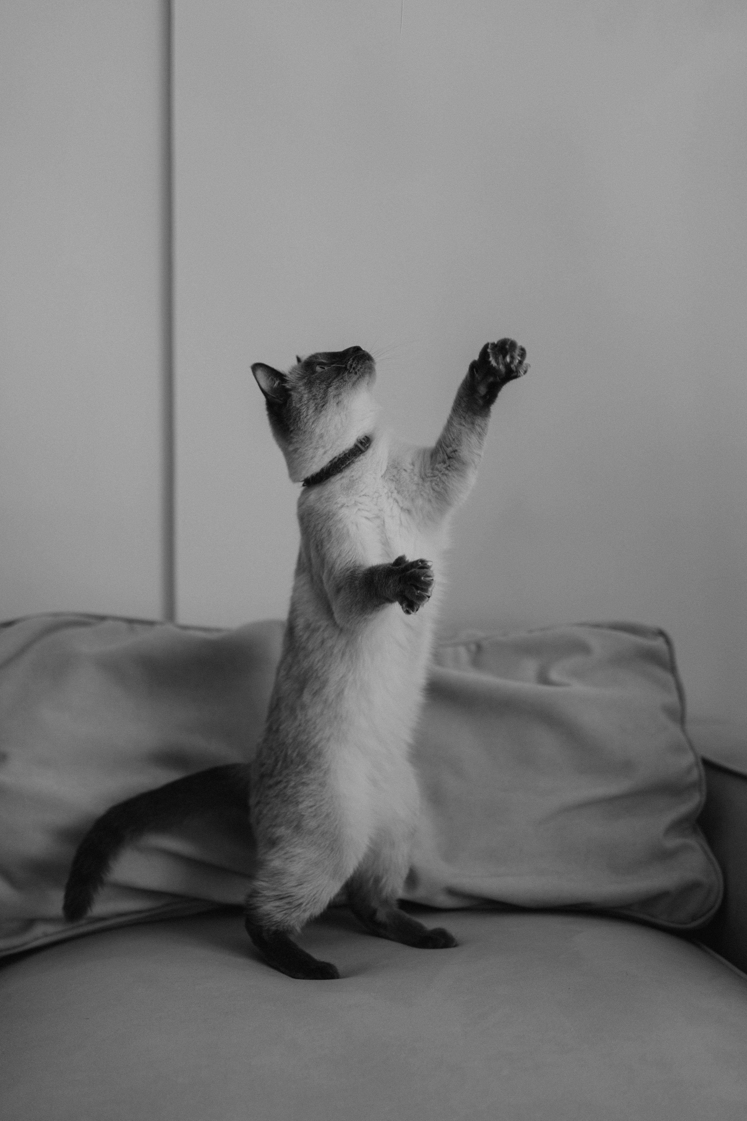 Бэлла, Деми и Луна. Фотораф — анималист Мария Шистка