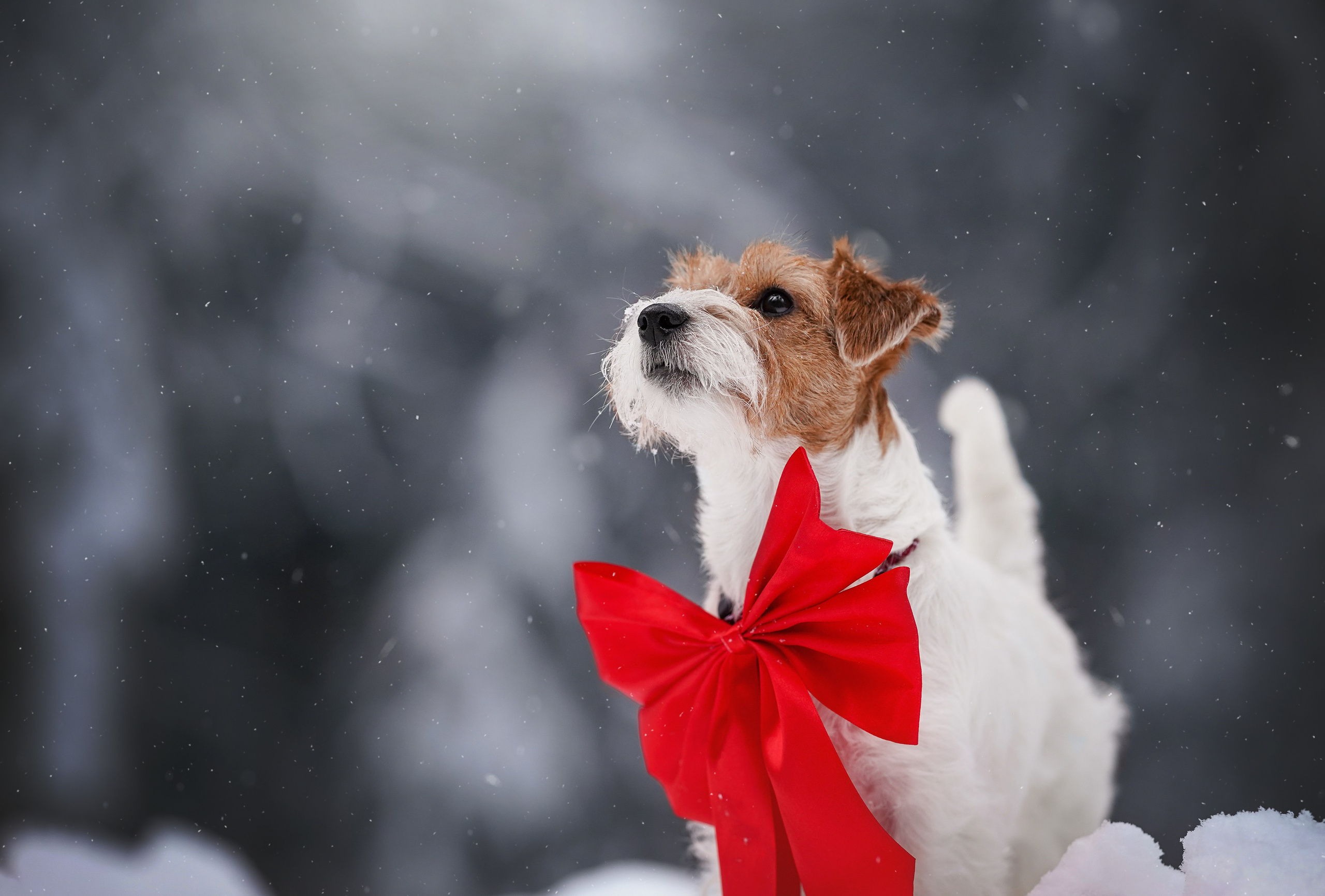 Люба и Тося. Фотограф-анималист в Санкт-Петербурге Яна Мартынова