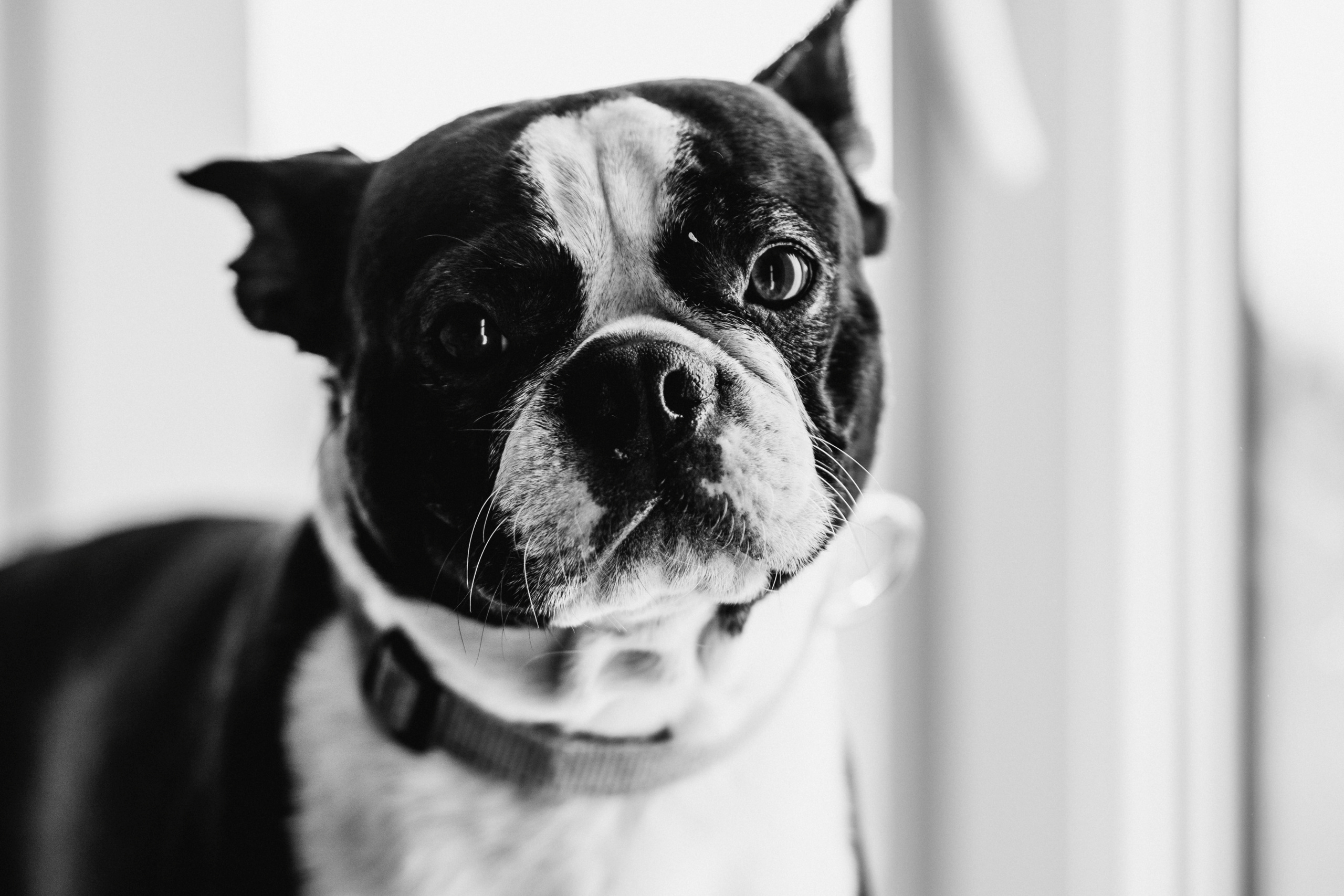 Семейная домашняя фотосессия с собакой в Санкт-Петербурге. Семейный и детский фотограф в Санкт-Петербурге Наталья Григорьева