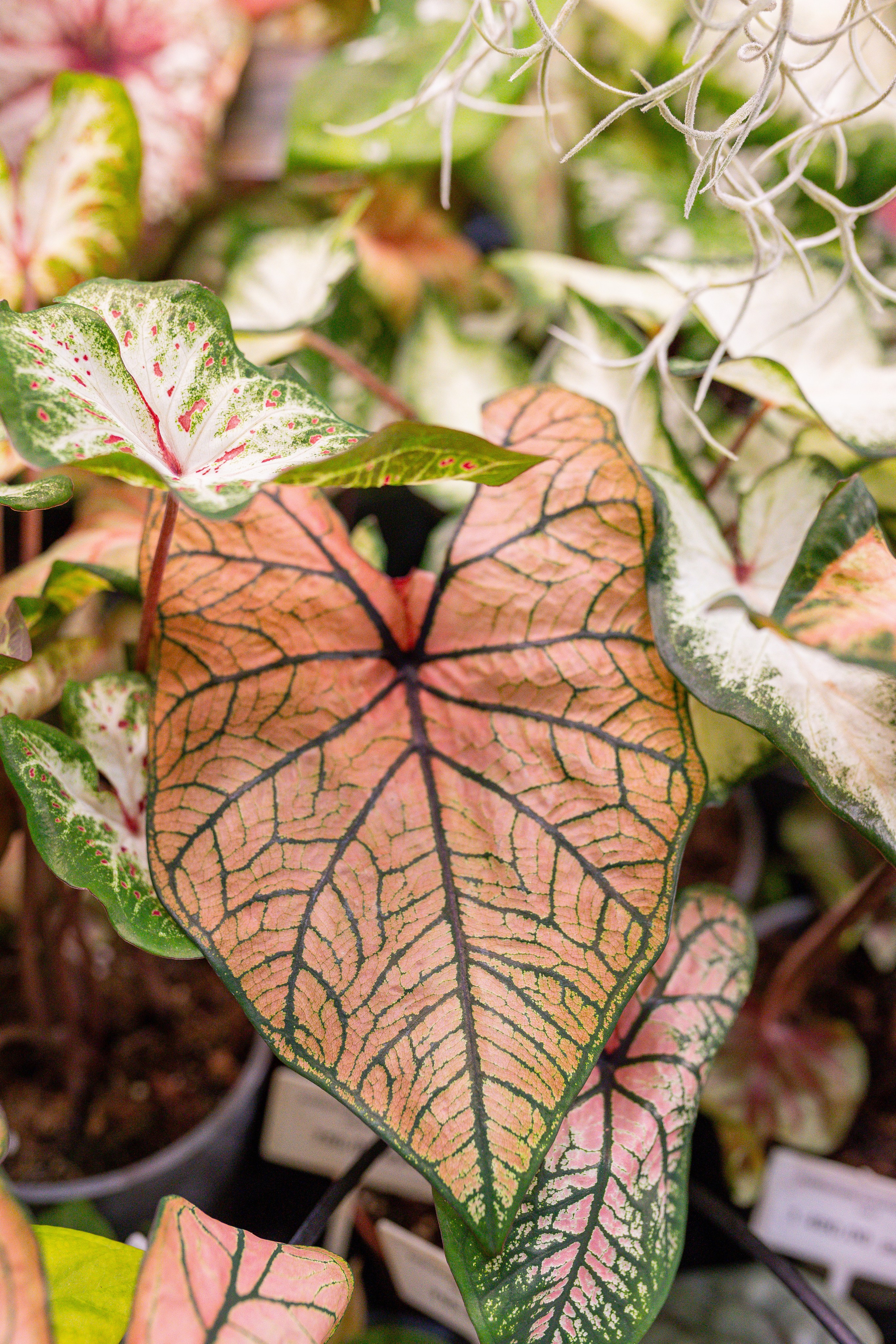 Монстериум 11–12 октября. Александра Куликова фотограф, Москва