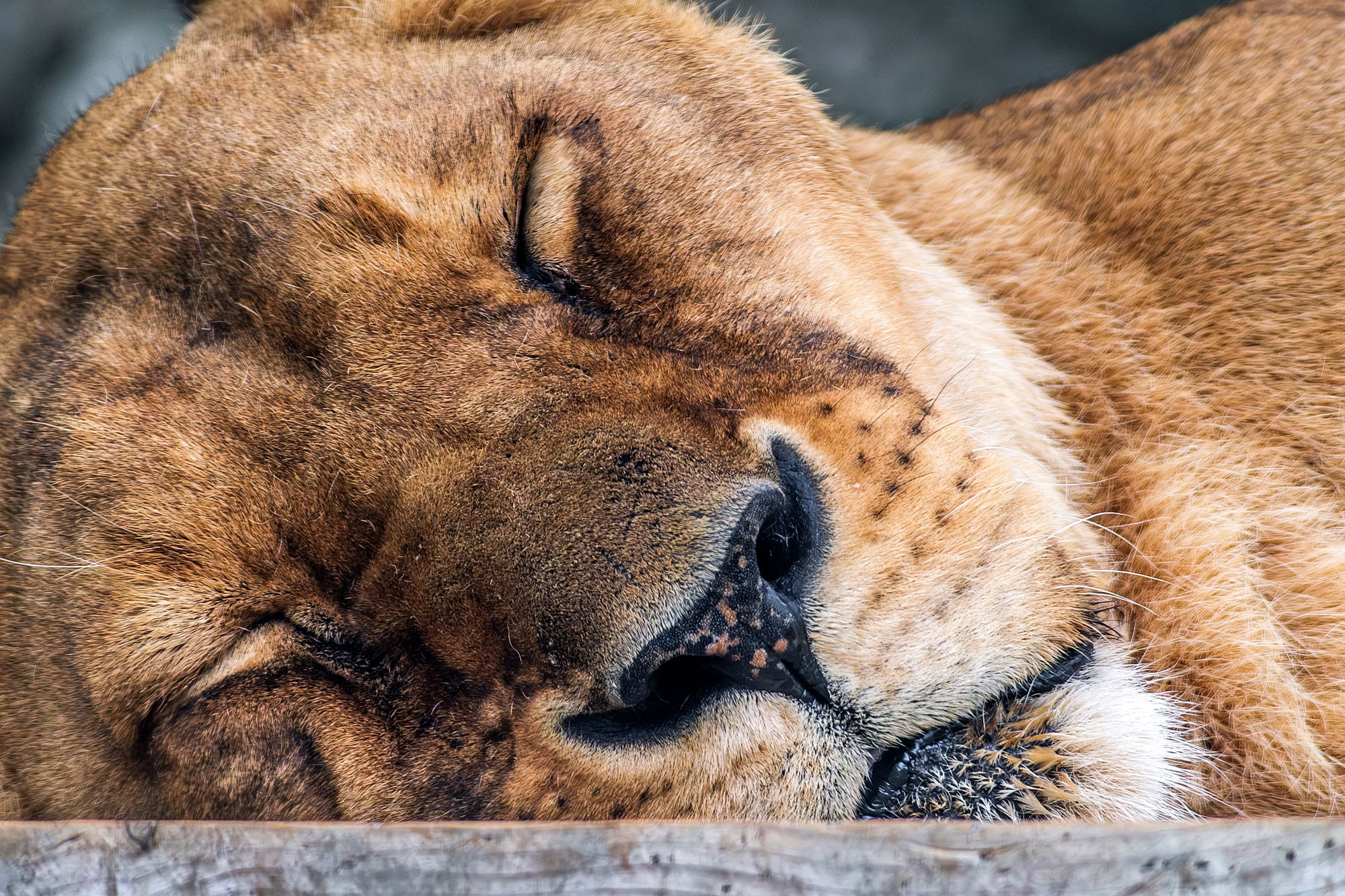 Свадебный фотограф в Геленджике