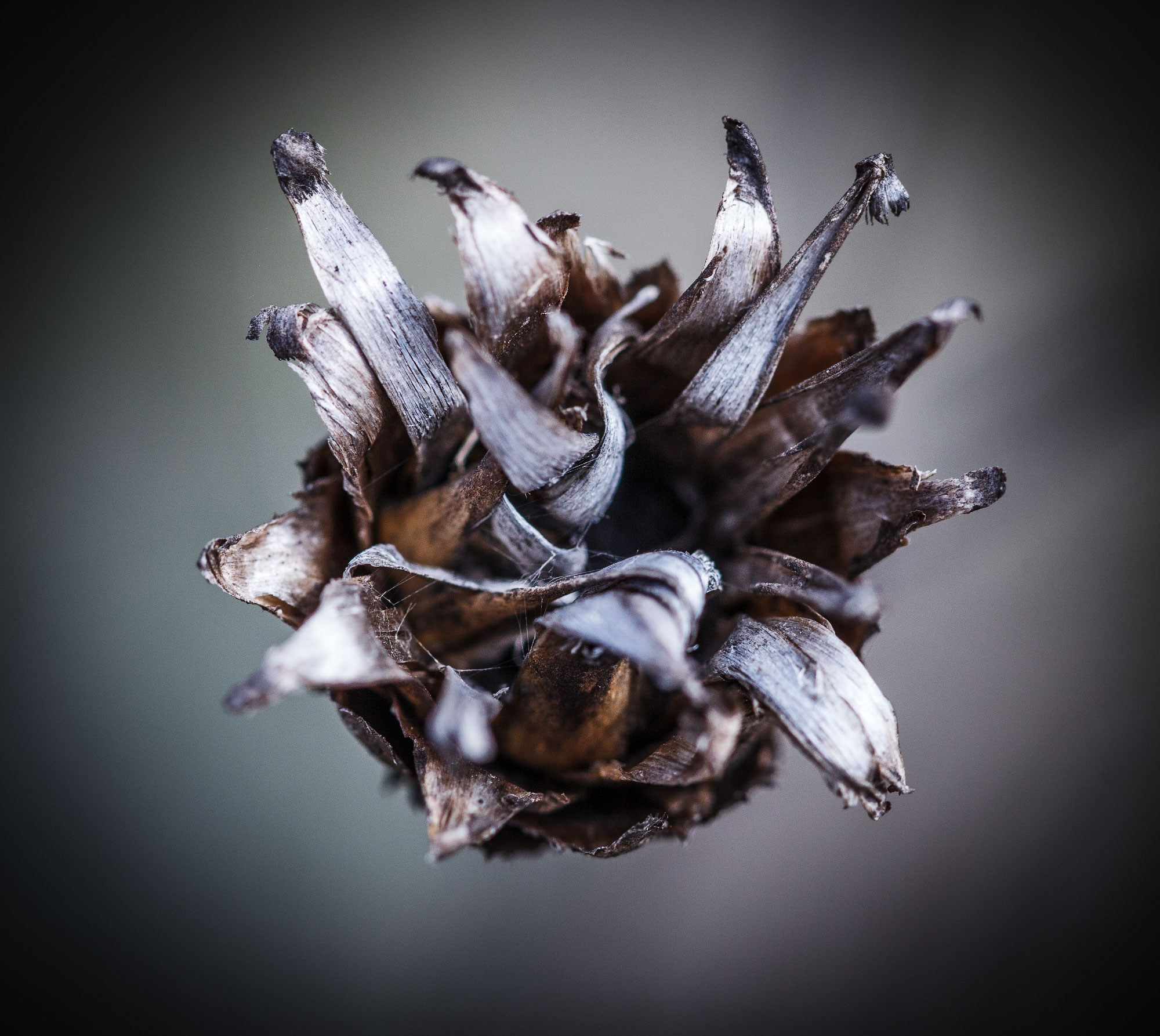 свадебный фотограф Геленджик