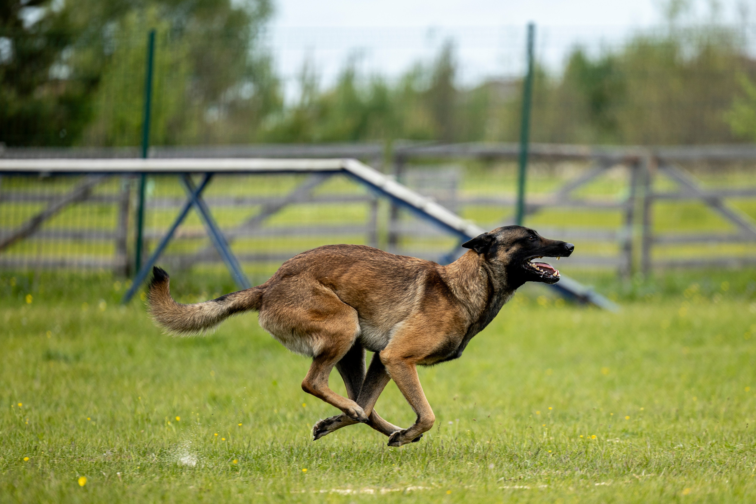 Испытания по мондьорингу в Нижнем Новгороде. Фотограф-анималист Анна Маринич