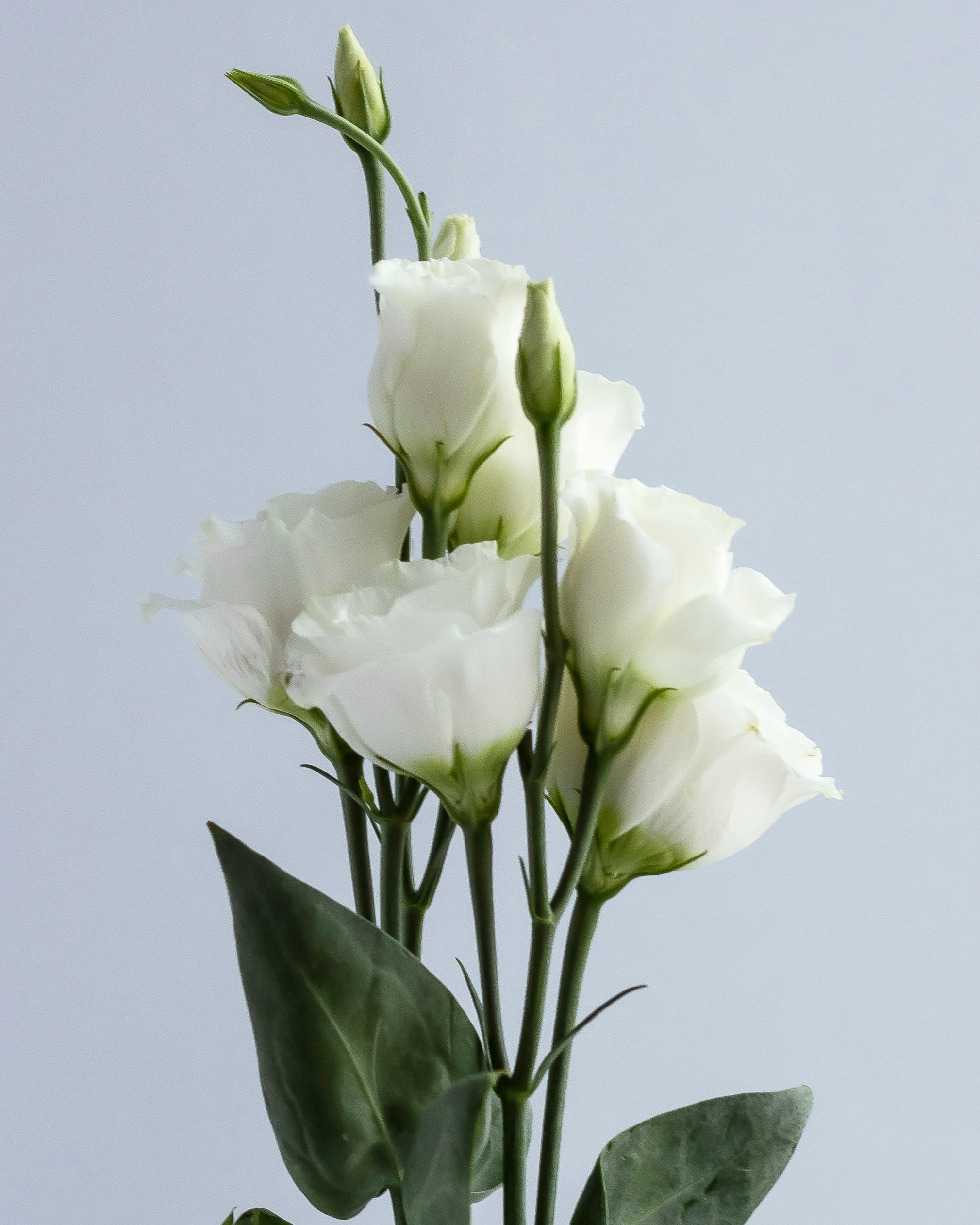 Предметная съемка в Орле. Фотограф Инна Степанова, Орел