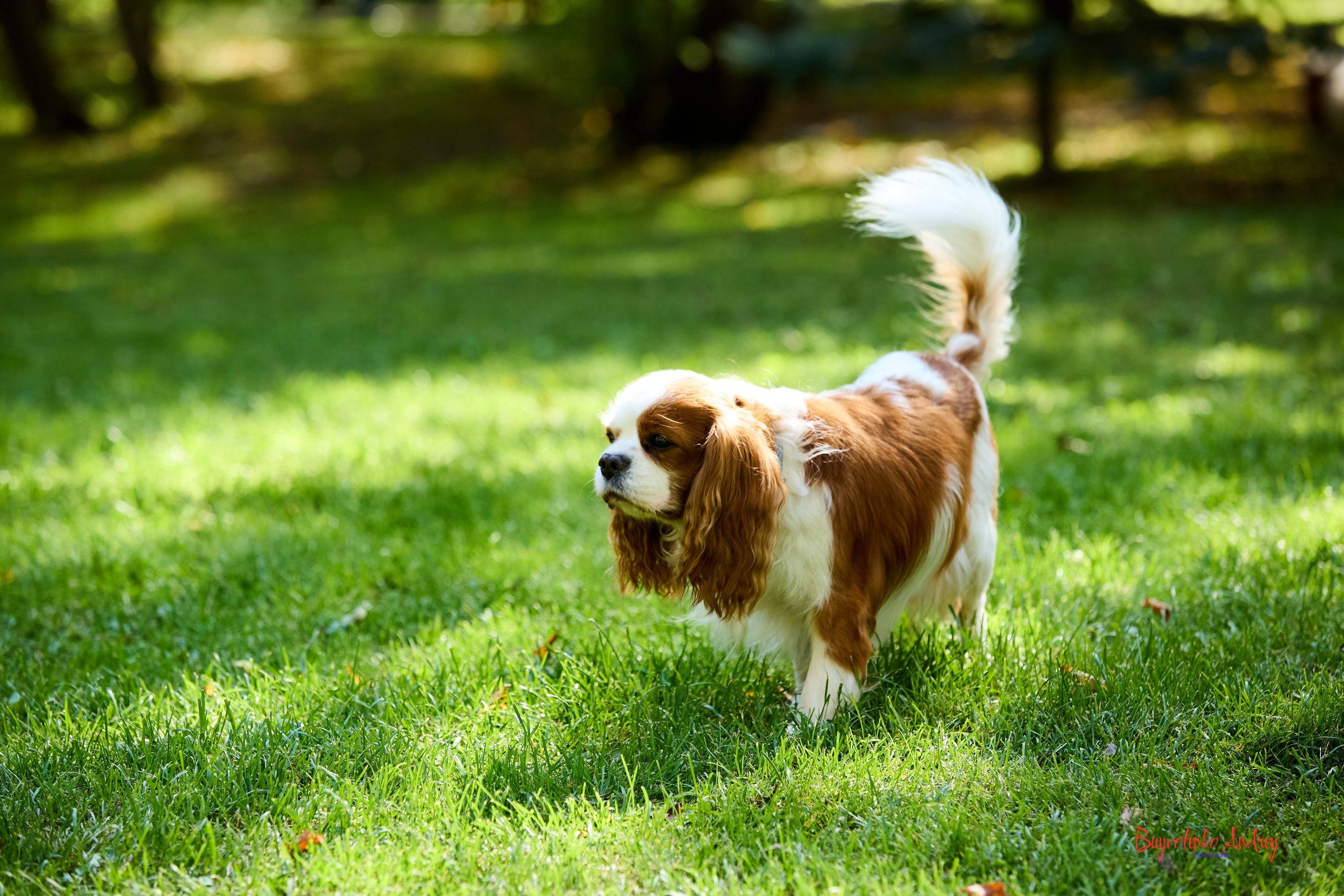 Фотопрогулка с кавалерами. Buyvolenko Andrey